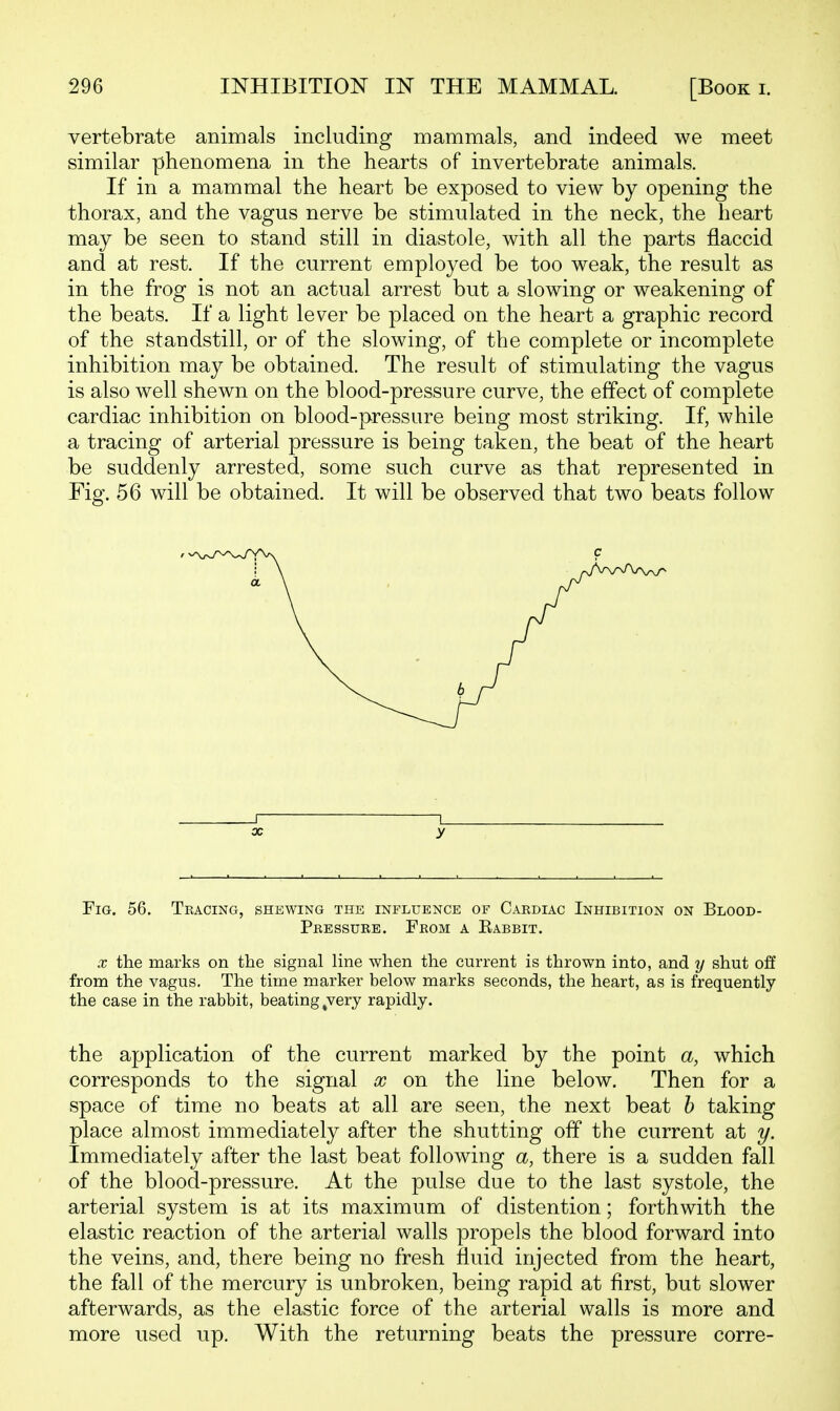 vertebrate animals including mammals, and indeed we meet similar phenomena in the hearts of invertebrate animals. If in a mammal the heart be exposed to view by opening the thorax, and the vagus nerve be stimulated in the neck, the heart may be seen to stand still in diastole, with all the parts flaccid and at rest. If the current employed be too weak, the result as in the frog is not an actual arrest but a slowing or weakening of the beats. If a light lever be placed on the heart a graphic record of the standstill, or of the slowing, of the complete or incomplete inhibition may be obtained. The result of stimulating the vagus is also well shewn on the blood-pressure curve, the effect of complete cardiac inhibition on blood-pressure being most striking. If, while a tracing of arterial pressure is being taken, the beat of the heart be suddenly arrested, some such curve as that represented in Fig. 56 will be obtained. It will be observed that two beats follow X y Fig. 56. Tracing, shewing the influence of Cardiac Inhibition on Blood- Pressure. From a Kabbit. X the marks on the signal line when the current is thrown into, and y shut off from the vagus. The time marker below marks seconds, the heart, as is frequently the case in the rabbit, beating ^very rapidly. the application of the current marked by the point a, which corresponds to the signal x on the line below. Then for a space of time no beats at all are seen, the next beat h taking place almost immediately after the shutting off the current at y. Immediately after the last beat following a, there is a sudden fall of the blood-pressure. At the pulse due to the last systole, the arterial system is at its maximum of distention; forthwith the elastic reaction of the arterial walls propels the blood forward into the veins, and, there being no fresh fluid injected from the heart, the fall of the mercury is unbroken, being rapid at first, but slower afterwards, as the elastic force of the arterial walls is more and more used up. With the returning beats the pressure corre-