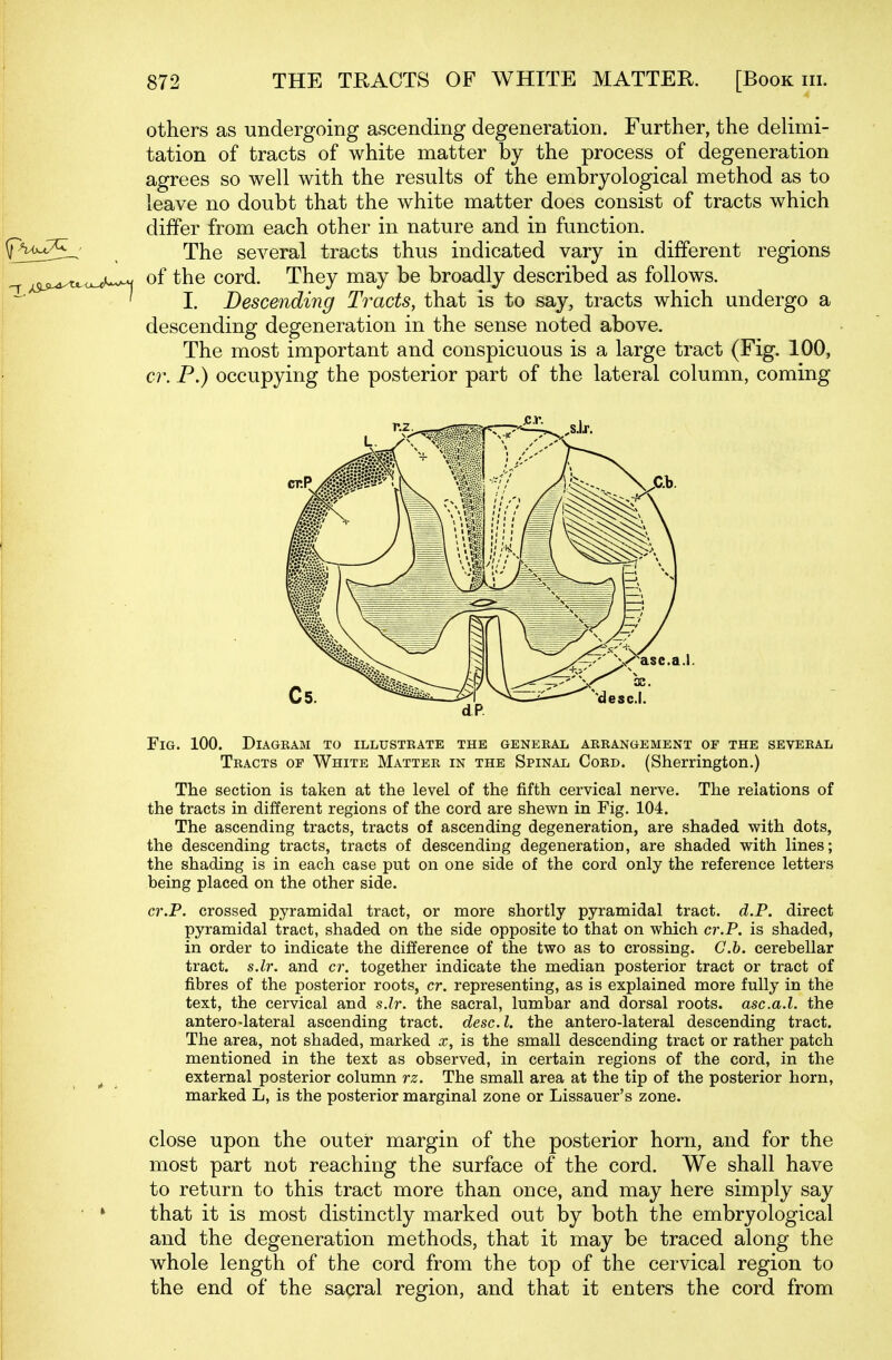 others as undergoing ascending degeneration. Further, the delimi- tation of tracts of white matter by the process of degeneration agrees so well with the results of the embryological method as to leave no doubt that the white matter does consist of tracts which differ from each other in nature and in function. The several tracts thus indicated vary in different regions ^ ^^jjL^o.,*^ of the cord. They may be broadly described as follows. ' I. Descending Tracts, that is to say, tracts which undergo a descending degeneration in the sense noted above. The most important and conspicuous is a large tract (Fig. 100, cr. P.) occupying the posterior part of the lateral column, coming Fig. 100. Diagram to illustrate the general arrangement of the several Tracts op White Matter in the Spinal Cord. (Sherrington.) The section is taken at the level of the fifth cervical nerve. The relations of the tracts in different regions of the cord are shewn in Fig. 104. The ascending tracts, tracts of ascending degeneration, are shaded with dots, the descending tracts, tracts of descending degeneration, are shaded with lines; the shading is in each case put on one side of the cord only the reference letters being placed on the other side. cr.P. crossed pyramidal tract, or more shortly pyramidal tract. d.P. direct pyramidal tract, shaded on the side opposite to that on which cr.P. is shaded, in order to indicate the difference of the two as to crossing. G.h. cerebellar tract, s.lr. and cr. together indicate the median posterior tract or tract of fibres of the posterior roots, cr. representing, as is explained more fully in the text, the cervical and s.lr. the sacral, lumbar and dorsal roots, asc.a.l. the anterolateral ascending tract, desc. I. the antero-lateral descending tract. The area, not shaded, marked x, is the small descending tract or rather patch mentioned in the text as observed, in certain regions of the cord, in the external posterior column rz. The small area at the tip of the posterior horn, marked L, is the posterior marginal zone or Lissauer's zone. close upon the outer margin of the posterior horn, and for the most part not reaching the surface of the cord. We shall have to return to this tract more than once, and may here simply say that it is most distinctly marked out by both the embryological and the degeneration methods, that it may be traced along the whole length of the cord from the top of the cervical region to the end of the sacral region, and that it enters the cord from