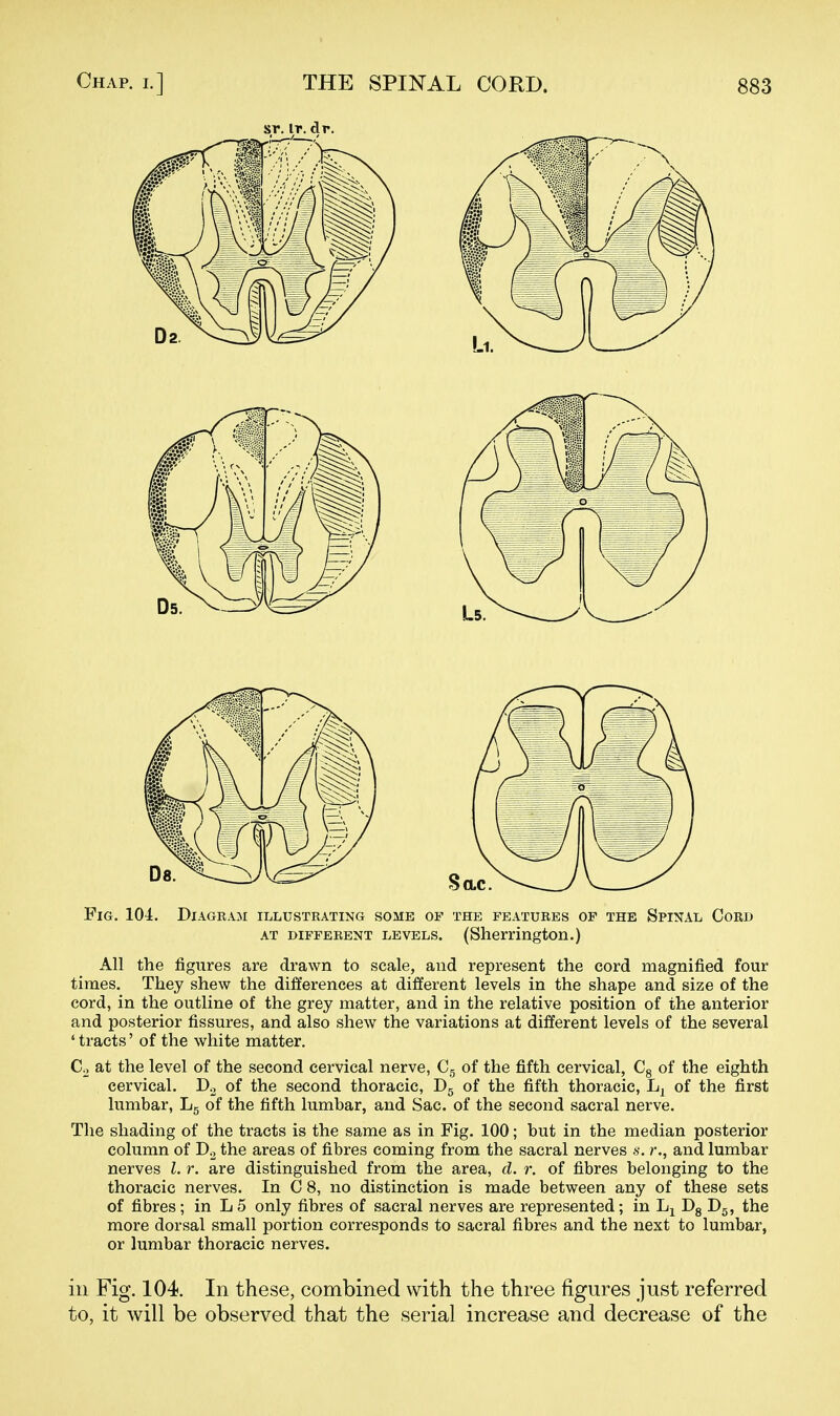 Fig. 104. Diagram illustrating some of the features op the Spinal Cord AT DIFFERENT LEVELS. (Sherrington.) All the figures are drawn to scale, and represent the cord magnified four times. They shew the differences at different levels in the shape and size of the cord, in the outline of the grey matter, and in the relative position of the anterior and posterior fissures, and also shew the variations at different levels of the several ' tracts' of the white matter. Co at the level of the second cervical nerve, of the fifth cervical, Cg of the eighth cervical. Do of the second thoracic, Dg of the fifth thoracic, of the first lumbar, Lg of the fifth lumbar, and Sac. of the second sacral nerve. The shading of the tracts is the same as in Fig. 100; but in the median posterior column of D^ the areas of fibres coming from the sacral nerves s. r., and lumbar nerves I. r. are distinguished from the area, d. r. of fibres belonging to the thoracic nerves. In C 8, no distinction is made between any of these sets of fibres; in L 5 only fibres of sacral nerves are represented; in Lj Dg Dg, the more dorsal small portion corresponds to sacral fibres and the next to lumbar, or lumbar thoracic nerves. ill Fig. 104. In these, combined with the three figures just referred to, it will be observed that the serial increase and decrease of the