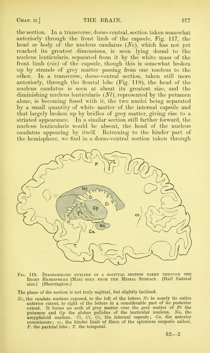 the section. In a transverse, dorso-ventral, section taken somewhat anteriorly through the front limb of the capsule, Fig. 117, the head or body of the nucleus caudatus (iVc), which has not yet reached its greatest dimensions, is seen lying dorsal to the nucleus lenticularis, separated from it by the white mass of the front limb (cm) of the capsule, though this is somewhat broken up by strands of grey matter passing from one nucleus to the other. In a transverse, dorso-ventral section, taken still more anteriorly, through the frontal lobe (Fig. 118), the head of the nucleus caudatus is seen at about its greatest size, and the diminishing nucleus lenticularis (Nl), represented by the put amen alone, is becoming fused with it, the two nuclei being separated by a small quantity of white matter of the internal capsule and that largely broken up by bridles of grey matter, giving rise to a striated appearance. In a similar section still farther forward, the nucleus lenticularis would be absent, the head of the nucleus caudatus appearing by itself. Returning to the hinder part of the hemisphere, we find in a dorso-ventral section taken through Fig. 119. Diagrammatic outline of a sagittal section taken through the Eight Hemisphere (Man) seen from the Mesial Surface. (Half Natural size.) (Sherrington.) The plane of the section is not truly sagittal, but slightly inclined. Nc,.the caudate nucleus exposed, to the left of the letters Nc in nearly its entire anterior extent, to right of the letters in a considerable part of its posterior extent. It forms an arch of grey matter over the grey matter of Pt the putamen and Gp the globus pallidus of the lenticular nucleus. Na, the amygdaloid nucleus. Ci, Ci, Ci, the internal capsule; Ga, the anterior commissure; cc, the hinder limit of fibres of the splenium corporis callosi. P. the parietal lobe ; T. the temporal. 62—2