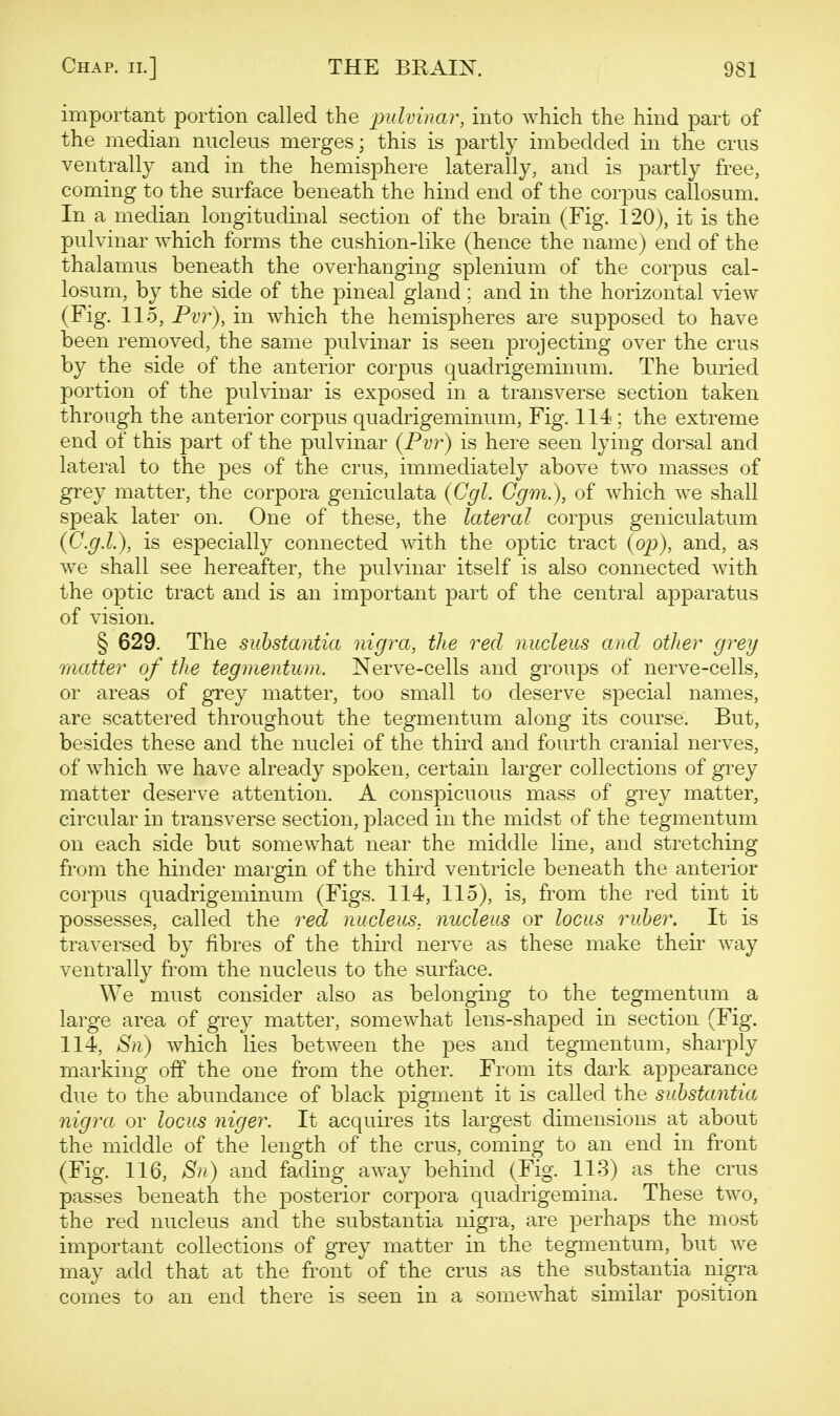 important portion called the pulvinar, into which the hind part of the median nucleus merges; this is partly imbedded in the crus ventrally and in the hemisphere laterally, and is partly free, coming to the surface beneath the hind end of the corpus callosum. In a median longitudinal section of the brain (Fig. 120), it is the pulvinar which forms the cushion-like (hence the name) end of the thalamus beneath the overhanging splenium of the corpus cal- losum, by the side of the pineal gland : and in the horizontal view (Fig. 115, Pvr), in which the hemispheres are supposed to have been removed, the same pulvinar is seen projecting over the crus by the side of the anterior corpus quadrigeminum. The buried portion of the pulvinar is exposed in a transverse section taken through the anterior corpus quadrigeminum. Fig. 114 : the extreme end of this part of the pulvinar {Pvr) is here seen lying dorsal and lateral to the pes of the crus, immediately above two masses of grey matter, the corpora geniculata {Cgl. Ggm.), of which we shall speak later on. One of these, the lateral corpus geniculatum (C.g.L), is especially connected with the optic tract (op), and, as we shall see hereafter, the pulvinar itself is also connected with the optic tract and is an important part of the central apparatus of vision. § 629. The substantia nigra, the red nucleus and other grey matter of the tegmentum. Nerve-cells and groups of nerve-cells, or areas of grey matter, too small to deserve special names, are scattered throughout the tegmentum along its course. But, besides these and the nuclei of the third and fourth cranial nerves, of which we have already spoken, certain larger collections of gi-ey matter deserve attention. A conspicuous mass of grey matter, circular in transverse section, placed in the midst of the tegmentum on each side but somewhat near the middle line, and stretching from the hinder margin of the third ventricle beneath the anterior corpus quadrigeminum (Figs. 114, 115), is, from the red tint it possesses, called the red nucleus, nucleus or locus ruber. It is traversed by fibres of the third nerve as these make their way ventrally from the nucleus to the surface. We must consider also as belonging to the tegmentum a large area of grey matter, somewhat lens-shaped in section (Fig. 114, Sn) which lies between the pes and tegmentum, sharply marking off the one from the other. From its dark appearance due to the abundance of black pigment it is called the substantia nigra or locus niger. It acquires its largest dimensions at about the middle of the length of the crus, coming to an end in front (Fig. 116, 8n) and fading away behind (Fig. 113) as the crus passes beneath the posterior corpora quadrigemina. These two, the red nucleus and the substantia nigra, are ^^erhaps the most important collections of grey matter in the tegmentum, but we may add that at the front of the crus as the substantia nigra comes to an end there is seen in a somewhat similar position