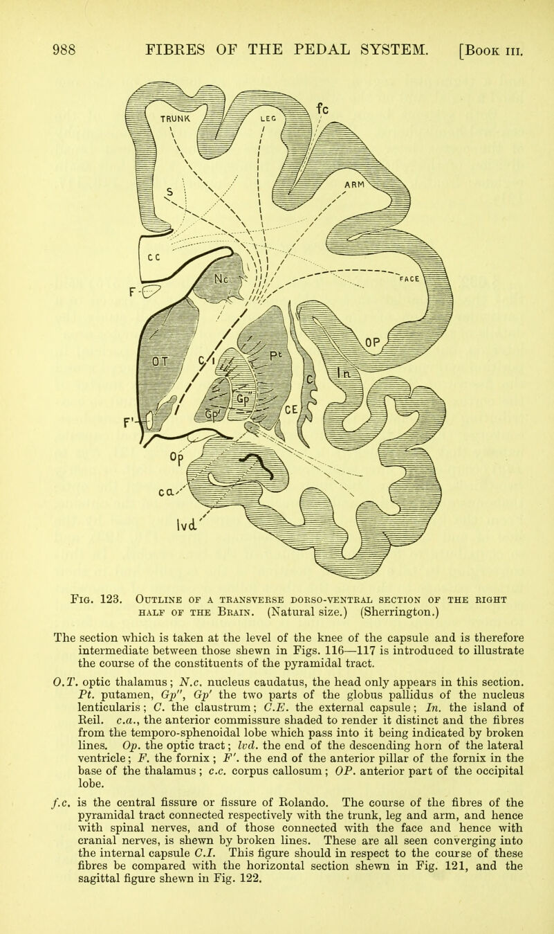 Fig. 123. Outline of a transverse dorso-ventral section of the right HALF of the Brain. (Natural size.) (Sherrington.) The section which is taken at the level of the knee of the capsule and is therefore intermediate between those shewn in Figs. 116—117 is introduced to illustrate the course of the constituents of the pyramidal tract. O.T. optic thalamus; N.c. nucleus caudatus, the head only appears in this section. Pt. putamen, Gp, Gp' the two parts of the globus pallidus of the nucleus lenticularis; C. the claustrum; C.E. the external capsule; In. the island of Keil. c.a., the anterior commissure shaded to render it distinct and the fibres from the temporo-sphenoidal lobe which pass into it being indicated by broken lines. Op. the optic tract; Ivd. the end of the descending horn of the lateral ventricle; F. the fornix ; F'. the end of the anterior pillar of the fornix in the base of the thalamus ; c.c. corpus callosum ; OP. anterior part of the occipital lobe. f.c. is the central fissure or fissure of Kolando. The course of the fibres of the pyramidal tract connected respectively with the trunk, leg and arm, and hence with spinal nerves, and of those connected with the face and hence with cranial nerves, is shewn by broken lines. These are all seen converging into the internal capsule C.I. This figure should in respect to the course of these fibres be compared with the horizontal section shewn in Fig. 121, and the sagittal figure shewn in Fig. 122.