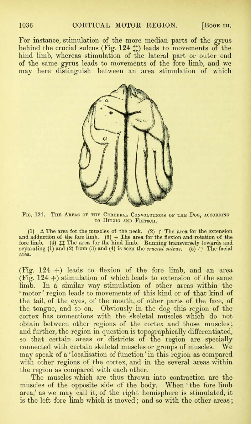 For instance, stimulation of the more median parts of the gyrus behind the crucial sulcus (Fig. 124 J|) leads to movements of the hind limb, whereas stimulation of the lateral part or outer end of the same gjn^us leads to movements of the fore limb, and we may here distinguish between an area stimulation of which Fig. 124. The Areas of the Cerebral Convolutions of the Dog, according TO HiTZIG AND FrITSCH. (1) A The area for the muscles of the neck. (2) -i^ The area for the extension and adduction of the fore limb. (3) -\- The area for the flexion and rotation of the fore limb. (4) X+ The area for the hind limb. Kunning transversely towards and separating (1) and (2) from (3) and (4) is seen the crucial sulcus. (5) Q The facial area. (Fig. 124 +) leads to flexion of the fore limb, and an area (Fig. 124 -f) stimulation of which leads to extension of the same limb. In a similar way stimulation of other areas within the ' motor' region leads to movements of this kind or of that kind of the tail, of the eyes, of the mouth, of other parts of the face, of the tongue, and so on. Obviously in the dog this region of the cortex has connections with the skeletal muscles which do not obtain between other regions of the cortex and those muscles; and further, the region in question is topographically differentiated, so that certain areas or districts of the region are specially connected with certain skeletal muscles or groups of muscles. We may speak of a'localisation of function' in this region as compared with other regions of the cortex, and in the several areas within the region as compared with each other. The muscles which are thus thrown into contraction are the muscles of the opposite side of the body. When ' the fore limb area,' as we may call it, of the right hemisphere is stimulated, it is the left fore limb which is moved; and so with the other areas;