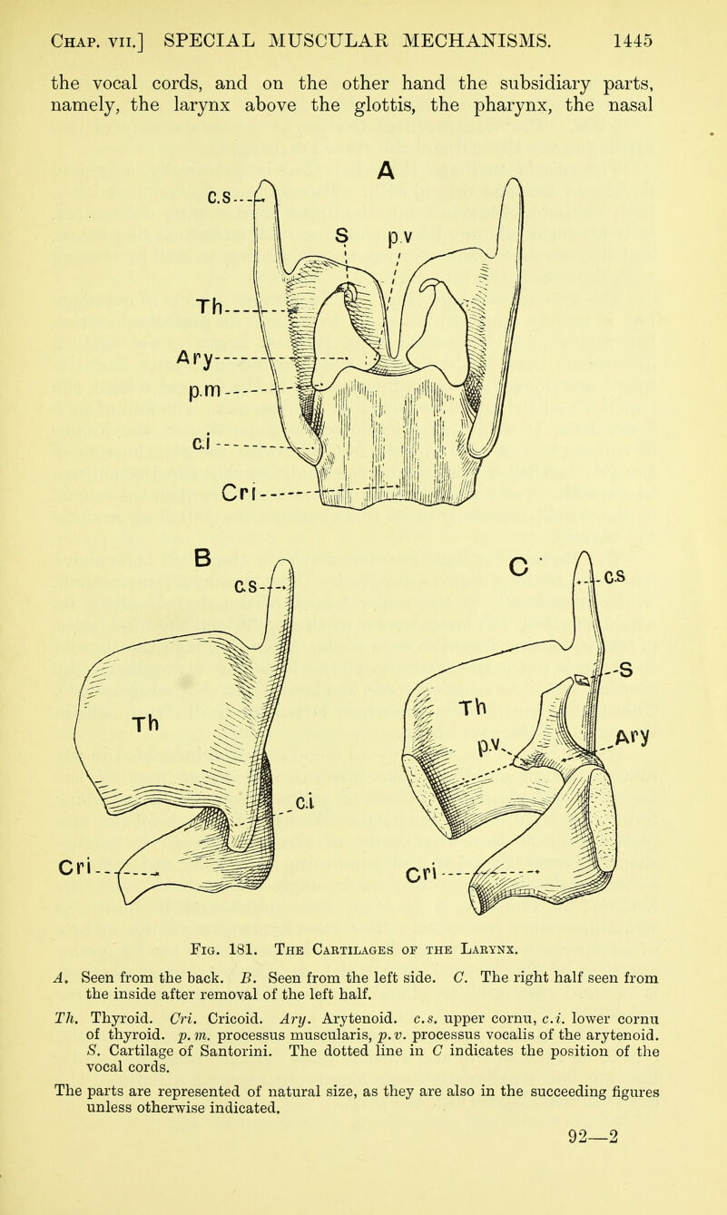 the vocal cords, and on the other hand the subsidiary parts, namely, the larynx above the glottis, the pharynx, the nasal Fig. 181. The Cartilages of the Larynx. A, Seen from the back. B. Seen from the left side. G. The right half seen from the inside after removal of the left half. Th. Thyroid. Cri. Cricoid. Ary. Arytenoid, c.s. upper cornu, c.i. lower cornu of thyroid, p. m. processus muscularis, p. v. processus vocalis of the arytenoid. S. Cartilage of Santorini. The dotted line in C indicates the position of the vocal cords. The parts are represented of natural size, as they are also in the succeeding figures unless otherwise indicated. 92—2