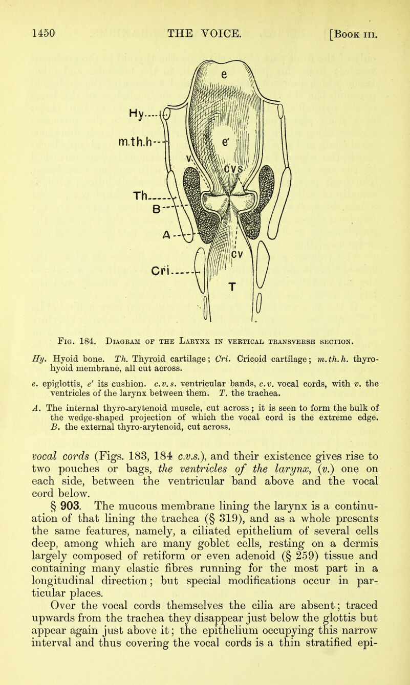 Fig. 184. Diagram of the Larynx in vertical transverse section. Hy. Hyoid bone. Tli. Thyroid cartilage; Cri. Cricoid cartilage; m.th.h. thyro- hyoid membrane, all cut across. e. epiglottis, e' its cushion, c.v.s. ventricular bands, c.v. vocal cords, with v. the ventricles of the larynx between them. T. the trachea. A. The internal thyro-arytenoid muscle, cut across; it is seen to form the bulk of the wedge-shaped projection of which the vocal cord is the extreme edge. B. the external thyro-arytenoid, cut across. vocal cords (Figs. 183, 184 c.v.s.), and their existence gives rise to two pouches or bags, the ventricles of the larynx, (v.) one on each side, between the ventricular band above and the vocal cord below. § 903. The mucous membrane lining the larynx is a continu- ation of that lining the trachea (§ 319), and as a whole presents the same features, namely, a ciliated epithelium of several cells deep, among which are many goblet cells, resting on a dermis largely composed of retiform or even adenoid (§ 259) tissue and containing many elastic fibres running for the most part in a longitudinal direction; but special modifications occur in par- ticular places. Over the vocal cords themselves the cilia are absent; traced upwards from the trachea they disappear just below the glottis but appear again just above it; the epithelium occupying this narrow interval and thus covering the vocal cords is a thin stratified epi-