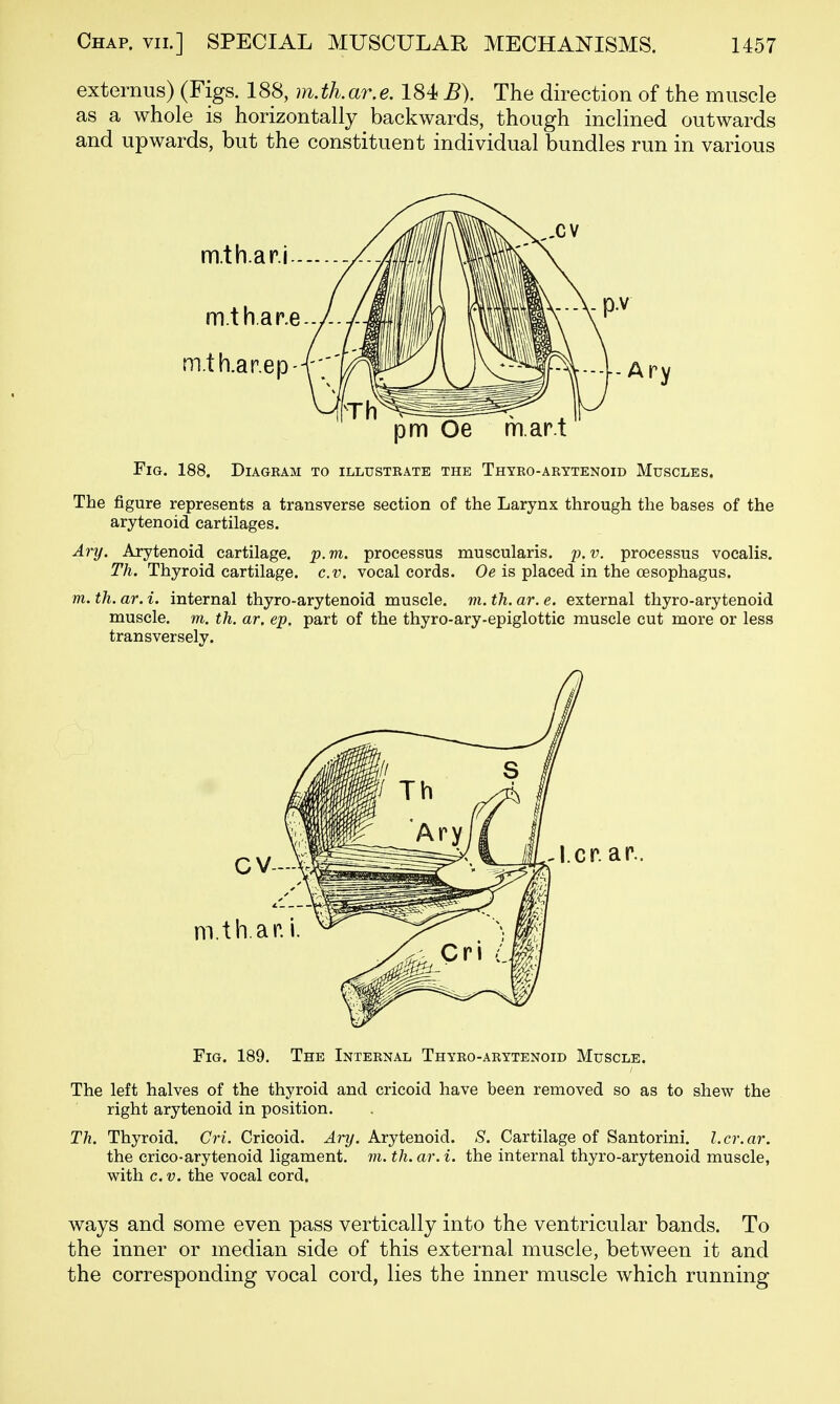 externus) (Figs. 188, m.th.ar.e. 184 B). The direction of the muscle as a whole is horizontally backwards, though inclined outwards and upwards, but the constituent individual bundles run in various Fig. 188. Diagram to illustrate the Thyro-arytenoid Muscles. The figure represents a transverse section of the Larynx through the bases of the arytenoid cartilages. Ary. Arytenoid cartilage, p.m. processus muscularis. p. v. processus vocalis. Th. Thyroid cartilage, c.v. vocal cords. Oe is placed in the cesophagus. m. th. ar. i. internal thyro-arytenoid muscle, m. th. ar. e. external thyro-arytenoid muscle, m. th. ar. ep. part of the thyro-ary-epiglottic muscle cut more or less transversely. Fig. 189. The Internal Thyro-arytenoid Muscle. The left halves of the thyroid and cricoid have been removed so as to shew the right arytenoid in position. Th. Thyroid. Cri. Cricoid. ^?-?/. Arytenoid. S. Cartilage of Santorini. l.cr.ar. the crico-arytenoid ligament, m. th. ar. i. the internal thyro-arytenoid muscle, with c. V. the vocal cord. ways and some even pass vertically into the ventricular bands. To the inner or median side of this external muscle, between it and the corresponding vocal cord, lies the inner muscle which running