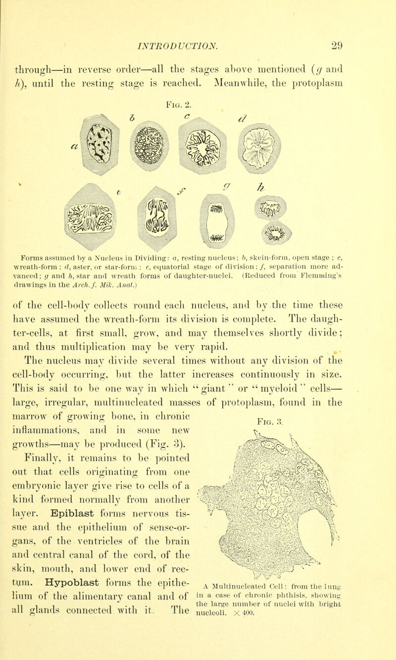 through—in reverse order—all the stages above mentioned {g and A), until the resting stage is reached. Meanwhile, the protoplasm Fig. 2. c Forms assumed by a Nucleus in Dividing: a, resting nucleus; 6, skein-form, open stage ; c, wreath-form ; d, aster, or star-form ; e, equatorial stage of division; /, separation more ad- vanced; g and /i, star and wreath forms of daughter-nuclei. (Reduced from Flemming's drawings in the Arch. J. 3Hk. Anat.) of the cell-body collects round each nucleus, and by the time these have assumed the wreath-form its division is complete. The daugh- ter-cells, at first small, grow, and may themselves shortly divide; and thus multiplication may be very rapid. The nucleus may divide several times without any division of the cell-body occurring, but the latter increases continuously in size. This is said to be one way in which giant or myeloid cells— large, irregular, multinucleated masses of protoplasm, found in the marrow of growing bone, in chronic inflammations, and in some new growths—may be produced (Fig. 3). Finally, it remains to be pointed out that cells orio-inatino- from one embryonic layer give rise to cells of a kind formed normally from another layer. Bpiblast forms nervous tis- sue and the epithelium of sense-or- gans, of the ventricles of the brain and central canal of the cord, of the skin, mouth, and lower end of rec- tum. Hypoblast forms the epithe- lium of the alimentary canal and of all glands connected with it. The A Multinucleated Cell: from the lung in a case of chronic phthisis, showing the large number of nuclei with bright nucleoli. X 400.