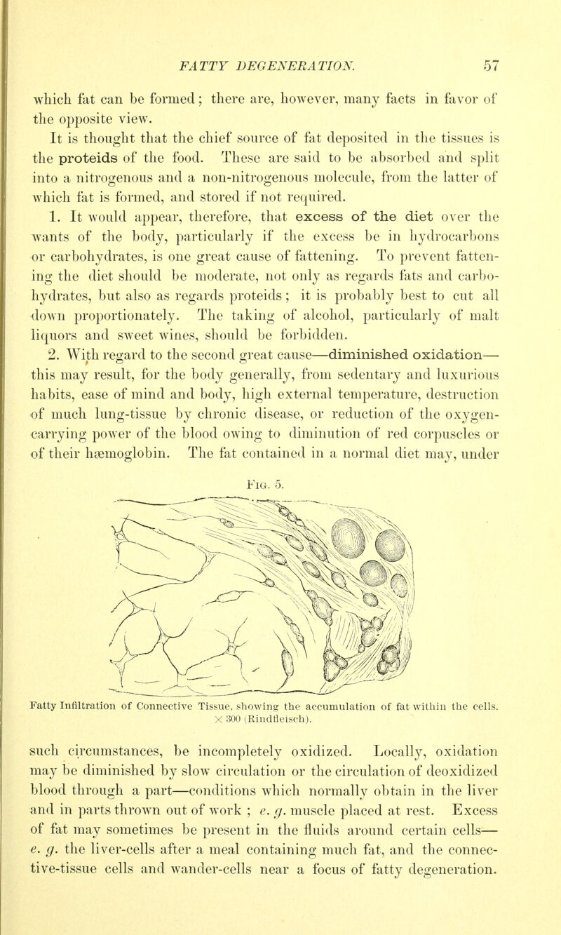 which fat can be formed; there are, however, many facts in favor of the opposite view. It is thought that the chief source of fat deposited in the tissues is the proteids of the food. These are said to be absorbed and split into a nitrogenous and a non-nitrogenous molecule, from the latter of which fat is formed, and stored if not re(juired. 1. It would appear, therefore, that excess of the diet over the Avants of the body, particularly if the excess be in hydrocarbons or carbohydrates, is one great cause of ftittening. To prevent fatten- ing the diet should be moderate, not only as regards fats and carbo- hydrates, but also as regards proteids; it is probably best to cut all down proportionately. The taking of alcohol, particularly of malt liquors and SAveet wines, should be forbidden. 2. With regard to the second o;reat cause—diminished oxidation— this may result, for the body generally, from sedentary and luxurious habits, ease of mind and body, high external temperature, destruction of much lung-tissue by chronic disease, or reduction of the oxygen- carrying power of the blood owing to diminution of red corpuscles or of their haemoglobin. The fat contained in a normal diet may, under Fig. 5. Fatty Infiltration of Connective Tissue, showing the accumulation of fat within the cells. X 300 (Rindfleisch). such circumstances, be incompletely oxidized. Locally, oxidation may be diminished by slow circulation or the circulation of deoxidized blood through a part—conditions which normally obtain in the liver and in parts thrown out of work ; e. g. muscle placed at rest. Excess of fat may sometimes be present in the fluids around certain cells-— e. g. the liver-cells after a meal containing much fat, and the connec- tive-tissue cells and wander-cells near a focus of fatty degeneration.