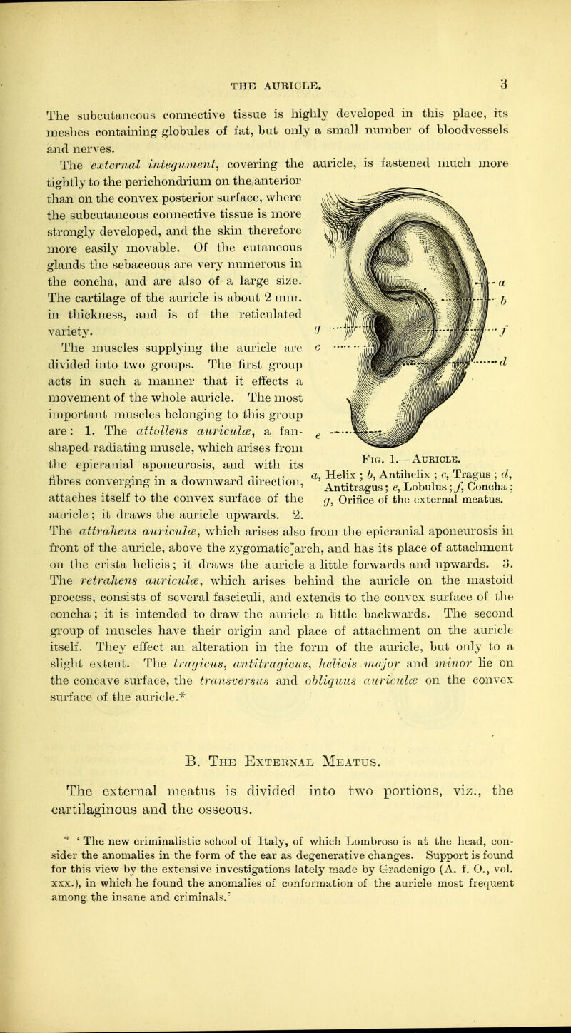 The subcutaneous connective tissue is highly developed in this place, its meshes containing globules of fat, but only a small number of bloodvessels and nerves. The external integument, covering the auricle, is fastened much more tightly to the perichondrium on the anterior than on the convex posterior surface, where the subcutaneous connective tissue is more strongly developed, and the skin therefore more easily movable. Of the cutaneous glands the sebaceous are very numerous in the concha, and are also of a large size. The cartilage of the auricle is about 2 mm. in thickness, and is of the reticulated variety. The muscles supplying the auricle are divided into two groups. The first group acts in such a manner that it effects a movement of the whole auricle. The most important muscles belonging to this group are: 1. The attollens auriculce, a fan- shaped radiating muscle, which arises from the epicranial aponeurosis, and with its fibres converging in a downward direction, attaches itself to the convex surface of the auricle ; it draws the auricle upwards. 2. The attrahens auriculce, which arises also from the epicranial aponeurosis in front of the auricle, above the zygomatic'arch, and has its place of attachment on the crista helicis; it draws the auricle a little forwards and upwards. 8. The retrahens auriculce, which arises behind the auricle on the mastoid process, consists of several fasciculi, and extends to the convex surface of the concha ; it is intended to draw the auricle a little backwards. The second group of muscles have their origin and place of attachment on the auricle itself. They effect an alteration in the form of the auricle, but only to a slight extent. The tragicus, antitragicus, helicis major and minor lie On the concave surface, the transversus and obliquus auriculce on the convex surface of the auricle.* Fig. 1.—Auricle. a, Helix ; b, Antihelix ; c, Tragus ; d, Antitragus; e, Lobulus; /, Concha ; g, Orifice of the external meatus. B. The External Meatus. The external meatus is divided into two portions, viz., the cartilaginous and the osseous. * ' The new criminalistic school of Italy, of which Lombroso is at the head, con- sider the anomalies in the form of the ear as degenerative changes. Support is found for this view by the extensive investigations lately made by Gradenigo (A. f. O., vol. xxx.), in which he found the anomalies of conformation of the auricle most frequent among the insane and criminals.1