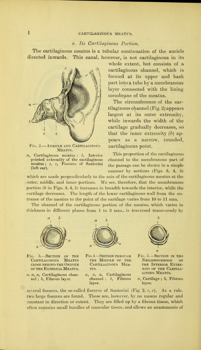 a. Its Cartilaginous Portion. The cartilaginous meatus is a tubular continuation of the auricle directed inwards. This canal, however, is not cartilaginous in its whole extent, but consists of a cartilaginous channel, which is formed at its upper and back part into a tube by a membranous layer connected with the lining membrane of the meatus. The circumference of the car- tilaginous channel (Fig. 2) appears largest at its outer extremity, while inwards the width of the cartilage gradually decreases, so that the inner extremity (b) ap- pears as a narrow, rounded, cartilaginous point. This proportion of the cartilaginous channel to the membranous part of the passage can be shown in a simple manner by sections (Figs. 3, 4, 5) which are made perpendicularly to the axis of the cartilaginous meatus at the outer, middle, and inner portions. We see, therefore, that the membranous portion (b in Figs. 3, 4, 5) increases in breadth towards the interior, while the cartilage decreases. The length of the lower cartilaginous wall from the en- trance of the meatus to the point of the cartilage varies from 10 to 11 mm. The channel of the cartilaginous portion of the meatus, which varies in thickness in different places from 1 to 3 mm., is traversed transversely by Fig. 2.—Auricle and Cartilaginous Meatus. a, Cartilaginous meatus ; b, Interior pointed extremity of the cartilaginous meatus; c, c, (left ear). Fissures of Santorini Fig. 3.—Section of the Cartilaginous Meatus close behind the Orifice of the External Meatus. a, a, a, Cartilaginous chan- nel ; b, Fibrous la} er. Fig.4.—Section through the Middle of the Cartilaginous Mea- tus. a, a, a, Cartilaginous channel ; b, Fibrous layer. a Fig. 5.—Section in the Neighbourhood of the Interior Extre- mity of the Cartila- ginous Meatus. a, Cartilage ; b, Fibrous layer. several fissures, the so-called fissures of Santorini (Fig. 2, c, c). As a rule, two large fissures are found. These are, however, by no means regular and constant in direction or extent. They are filled up by a fibrous tissue, which often contains small bundles of muscular tissue, and allows an anastomosis of