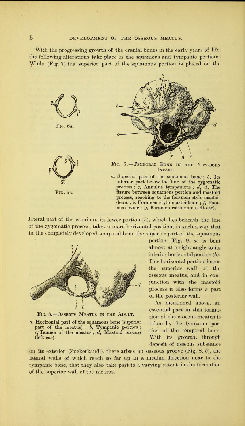 With the progressing growth of the cranial bones in the early years of life, the following alterations take place in the squamous and tympanic portions. While (Fig. 7) the superior part of the squamous portion is placed on the Fig. 6a. f Fig. 7.—Temporal Bone Infant. IN THE NEW-BOEN a, Superior part of the squamous bone ; b, Its inferior part below the line of the zygomatic process ; c, Annulus tympanicus ; d, d, The fissure between squamous portion and mastoid process, reaching to the foramen stylo-mastoi- deum ; e, Foramen stylo-mastoideum ; ft Fora- men ovale ; g, Foramen rotundum (left ear). lateral part of the cranium, its lower portion (b), which lies beneath the line of the zygomatic process, takes a more horizontal position, in such a way that in the completely developed temporal bone the superior part of the squamous portion (Fig. 9, a) is bent almost at a right angle to its inferior horizontal portion (b). This horizontal portion forms the superior wall of the osseous meatus, and in con- junction with the mastoid process it also forms a part of the posterior wall. As mentioned above, an essential part in this forma- tion of the osseous meatus is taken by the tympanic por- tion of the temporal bone. With its growth, through deposit of osseous substance on its exterior (Zuckerkandl), there arises an osseous groove (Fig. 8, b), the lateral walls of which reach so far up in a median direction near to the tympanic bone, that they also take part to a varying extent in the formation of the superior wall of the meatus. Fig. 8.—Osseous Meatus in the Adult. a, Horizontal part of the squamous bone (superior part of the meatus) ; b, Tympanic portion ; c, Lumen of the meatus ; d, Mastoid process (left ear).