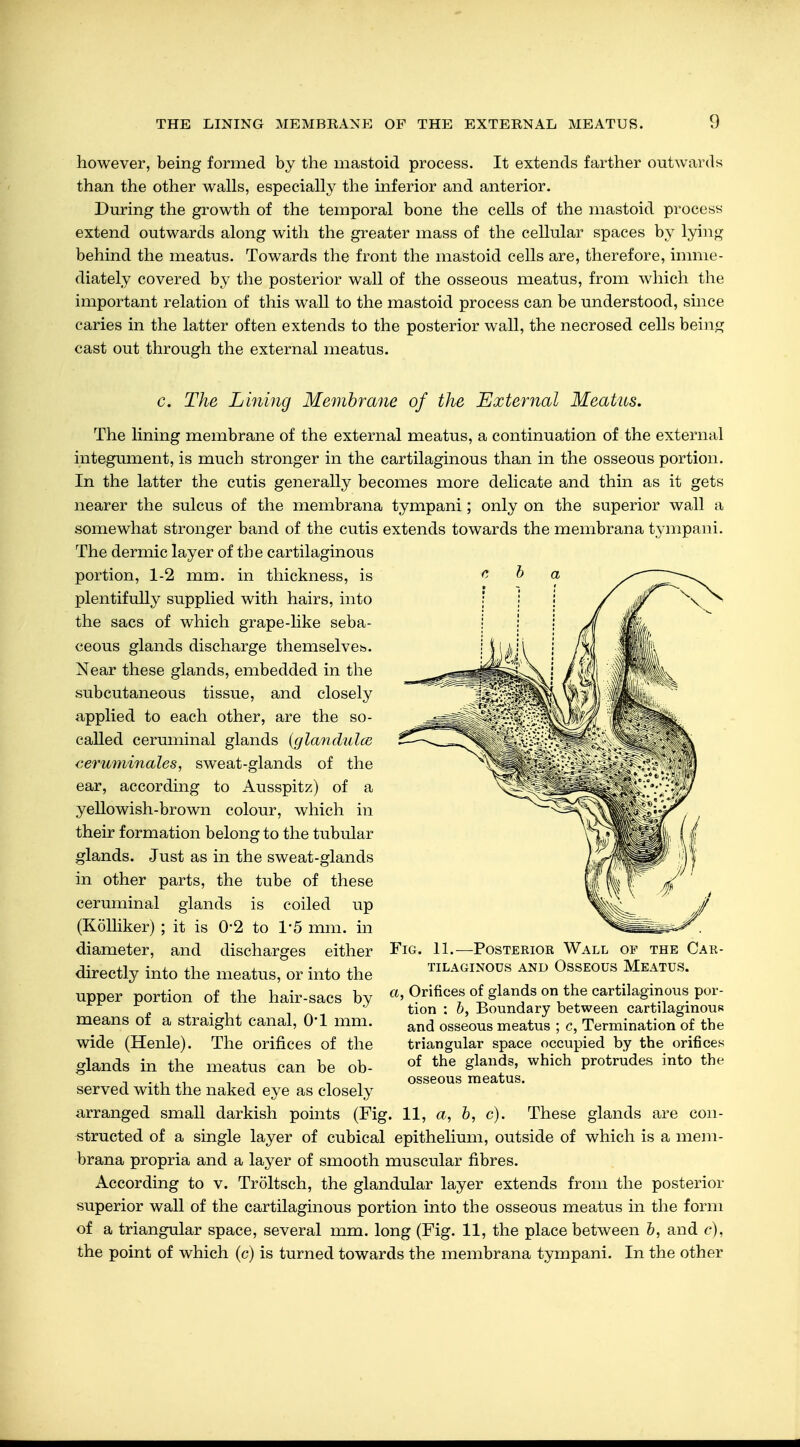 THE LINING MEMBRANE OF THE EXTERNAL MEATUS. 1) however, being formed by the mastoid process. It extends farther outwards than the other walls, especially the inferior and anterior. During the growth of the temporal bone the cells of the mastoid process extend outwards along with the greater mass of the cellular spaces by lying behind the meatus. Towards the front the mastoid cells are, therefore, imme- diately covered by the posterior wall of the osseous meatus, from which the important relation of this wall to the mastoid process can be understood, since caries in the latter often extends to the posterior wall, the necrosed cells being cast out through the external meatus. c. The Lining Membrane of the External Meatus. The lining membrane of the external meatus, a continuation of the external integument, is much stronger in the cartilaginous than in the osseous portion. In the latter the cutis generally becomes more delicate and thin as it gets nearer the sulcus of the membrana tympani; only on the superior wall a somewhat stronger band of the cutis extends towards the membrana tympani. The dermic layer of the cartilaginous portion, 1-2 mm. in thickness, is plentifully supplied with hairs, into the sacs of which grape-like seba- ceous glands discharge themselves. Near these glands, embedded in the subcutaneous tissue, and closely applied to each other, are the so- called ceruminal glands (glandulce ceruminales, sweat-glands of the ear, according to Ausspitz) of a yellowish-brown colour, which in their formation belong to the tubular glands. Just as in the sweat-glands in other parts, the tube of these ceruminal glands is coiled up (Kölliker) ; it is 02 to 1'5 mm. in diameter, and discharges either directly into the meatus, or into the upper portion of the hair-sacs by means of a straight canal, 0*1 mm. wide (Henle). The orifices of the glands in the meatus can be ob- served with the naked eye as closely arranged small darkish points (Fig. 11, a, b, c). These glands are con- structed of a single layer of cubical epithelium, outside of which is a mem- brana propria and a layer of smooth muscular fibres. According to v. Tröltsch, the glandular layer extends from the posterior superior wall of the cartilaginous portion into the osseous meatus in the form of a triangular space, several mm. long (Fig. 11, the place between b, and c), the point of which (c) is turned towards the membrana tympani. In the other Fig. 11.—Posterior Wall of the Car- tilaginous and Osseous Meatus. a, Orifices of glands on the cartilaginous por- tion : b, Boundary between cartilaginous and osseous meatus ; c, Termination of the triangular space occupied by the orifices of the glands, which protrudes into the osseous meatus.