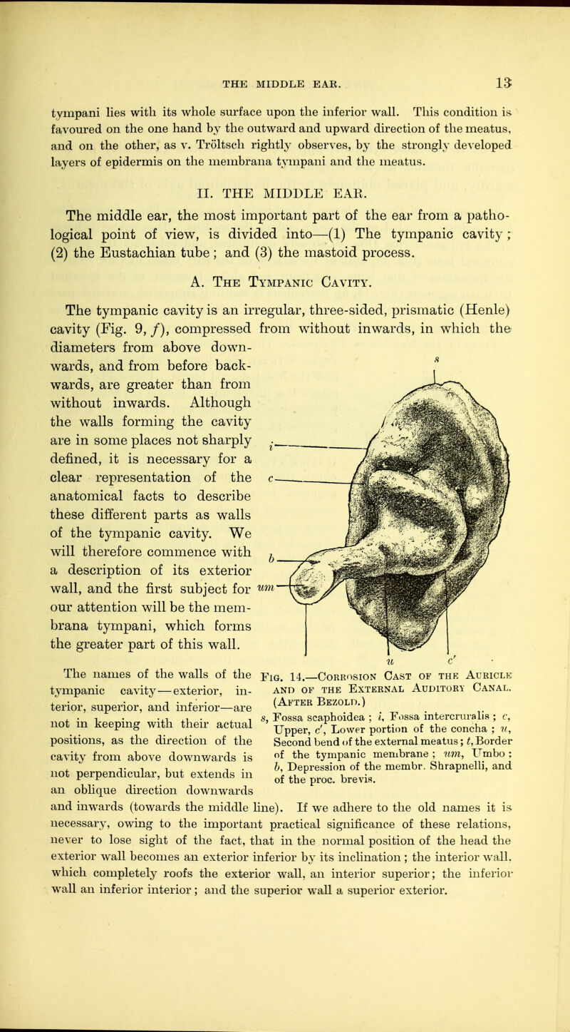 tympani lies with its whole surface upon the inferior wall. This condition is favoured on the one hand by the outward and upward direction of the meatus, and on the other, as v. Tröltsch rightly observes, by the strongly developed layers of epidermis on the membrana tympani and the meatus. II. THE MIDDLE EAR. The middle ear, the most important part of the ear from a patho- logical point of view, is divided into—(1) The tympanic cavity ; (2) the Eustachian tube; and (3) the mastoid process. A. The Tympanic Cavity. The tympanic cavity is an irregular, three-sided, prismatic (Henle) cavity (Fig. 9, /), compressed from without inwards, in which the diameters from above down- wards, and from before back- wards, are greater than from without inwards. Although the walls forming the cavity are in some places not sharply denned, it is necessary for a clear representation of the anatomical facts to describe these different parts as walls of the tympanic cavity. We will therefore commence with a description of its exterior wall, and the first subject for our attention will be the mem- brana tympani, which forms the greater part of this wall. The names of the walls of the tympanic cavity—exterior, in- terior, superior, and inferior—are not in keeping with their actual positions, as the direction of the cavity from above downwards is not perpendicular, but extends in an oblique direction downwards and inwards (towards the middle line). If we adhere to the old names it is necessary, owing to the important practical significance of these relations, never to lose sight of the fact, that in the normal position of the head the exterior wall becomes an exterior inferior by its inclination ; the interior wall, which completely roofs the exterior wall, an interior superior; the inferior wall an inferior interior; and the superior wall a superior exterior. u c Fig. 14.—Corrosion Cast of the Auricle and of the external auditory canal. (After Bezold.) s, Fossa scaphoidea ; i. Fossa intercruralis ; c, Upper, c', Lower portion of the concha ; u, Second bend of the external meatus; t, Border of the tympanic membrane ; urn, Umbo ; b, Depression of the membr. Shrapnelli, and of the proc. brevis.