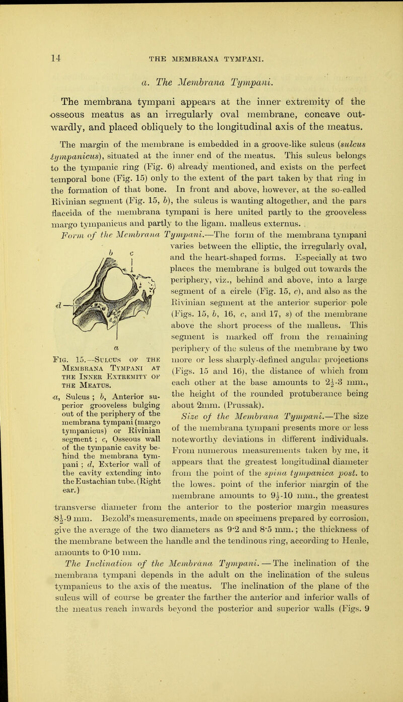 a. The Membrana Tympani, The membrana tympani appears at the inner extremity of the osseous meatus as an irregularly oval membrane, concave out- wardly, and placed obliquely to the longitudinal axis of the meatus. The margin of the membrane is embedded in a groove-like sulcus (sulcus tympanicus), situated at the inner end of the meatus. This sulcus belongs to the tympanic ring (Fig. 6) already mentioned, and exists on the perfect temporal bone (Fig. 15) only to the extent of the part taken by that ring in the formation of that bone. In front and above, however, at the so-called Rivinian segment (Fig. 15, b), the sulcus is wanting altogether, and the pars flaccida of the membrana tympani is here united partly to the grooveless margo tympanicus and partly to the ligam. malleus externus. , Form of the Membrana Tympani.—The form of the membrana tympani varies between the elliptic, the irregularly oval, and the heart-shaped forms. Especially at two places the membrane is bulged out towards the periphery, viz., behind and above, into a large segment of a circle (Fig. 15, c), and also as the Rivinian segment at the anterior superior pole (Figs. 15, b, 16, c, and 17, s) of the membrane above the short process of the malleus. This segment is marked off from the remaining peripher}7 of the sulcus of the membrane by two more or less sharply-defined angular projections (Figs. 15 and 16), the distance of which from each other at the base amounts to 2^-3 mm., the height of the rounded protuberance being about 2mm. (Prussak). Size of the Membrana Tympani.—The size of the membrana tympani presents more or less noteworthy deviations in different individuals. From numerous measurements taken by me, it appears that the greatest longitudinal diameter from the point of the spina tympanica post, to the lowest point of the inferior margin of the membrane amounts to 95-10 mm., the greatest transverse diameter from the anterior to the posterior margin measures 8J-9 mm. Bezold's measurements, made on specimens prepared by corrosion, give the average of the two diameters as 9*2 and 8-5 mm.; the thickness of the membrane between the handle and the tendinous ring, according to Henle, amounts to 0-10 mm. The Inclination of the Membrana Tympani. — The inclination of the membrana tympani depends in the adult on the inclination of the sulcus tympanicus to the axis of the meatus. The inclination of the plane of the sulcus will of course be greater the farther the anterior and inferior walls of the meatus reach inwards beyond the posterior and superior walls (Figs. 9 a Fig. 15.—Sulcus ov the Membrana Tympani at the Inner Extremity of the Meatus. «a, Sulcus ; b, Anterior su- perior grooveless bulging out of the periphery of the membrana tympani (margo tympanicus) or Rivinian segment ; c, Osseous wall of the tympanic cavity be- hind the membrana tym- pani ; d, Exterior wall of the cavity extending into the Eustachian tube. (Right ear.)