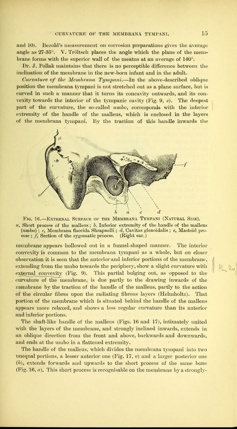 and 10). Be/.old's measurement on corrosion preparations gives the average angle as 27-35°. Y. Tröltsch places the angle which the plane of the mem- brane forms with the superior wall of the meatus at an average of 140°. Dr. J. Pollak maintains that there is no perceptible difference between the inclination of the membrane in the new-born infant and in the adult. Curvature of the Membrana Tympani.—In the above-described oblique position the niembrana tympani is not stretched out as a plane surface, but is curved in such a manner that it turns its concavity outwards, and its con- vexity towards the interior of the tympanic cavity (Fig. 9, e). The deepest part of the curvature, the so-called umbo, corresponds with the inferior extremity of the handle of the malleus, which is enclosed in the layers of the membrana tympani. By the traction of this handle inwards the b a c d Fig. 16.—External Surface of the Membrana Tympani (Natural Size). «, Short process of the malleus; b, Inferior extremity of the handle of the malleus (umbo) ; c, Membrana flaccida Shrapnelli; d, Cavitas glenoidalis ; e, Mastoid pro- cess ; f, Section of the zygomatic process. (Right ear.) membrane appears hollowed out in a funnel-shaped manner. The interior convexity is common to the membrana tympani as a whole, but on closer observation it is seen that the anterior and inferior portions of the membrane, extending from the umbo towards the periphery, show a slight curvature with external convexity (Fig. 9). This partial bulging out, as opposed to the curvature of the membrane, is due partly to the drawing inwards of the membrane by the traction of the handle of the malleus, partly to the action of the circular fibres upon the radiating fibrous layers (Helmholtz). That portion of the membrane which is situated behind the handle of the malleus appears more relaxed, and shows a less regular curvature than its anterior and inferior portions. The shaft-like handle of the malleus (Figs. 16 and 17), intimately united with the layers of the membrane, and strongly inclined inwards, extends in an oblique direction from the front and above, backwards and downwards, and ends at the umbo in a flattened extremity. The handle of the malleus, which divides the membrana tympani into two unequal portions, a lesser anterior one (Fig. 17, v) and a larger posterior one (70, extends forwards and upwards to the short process of the same bone (Fig. 16, a). This short process is recognisable on the membrane by a strongly-
