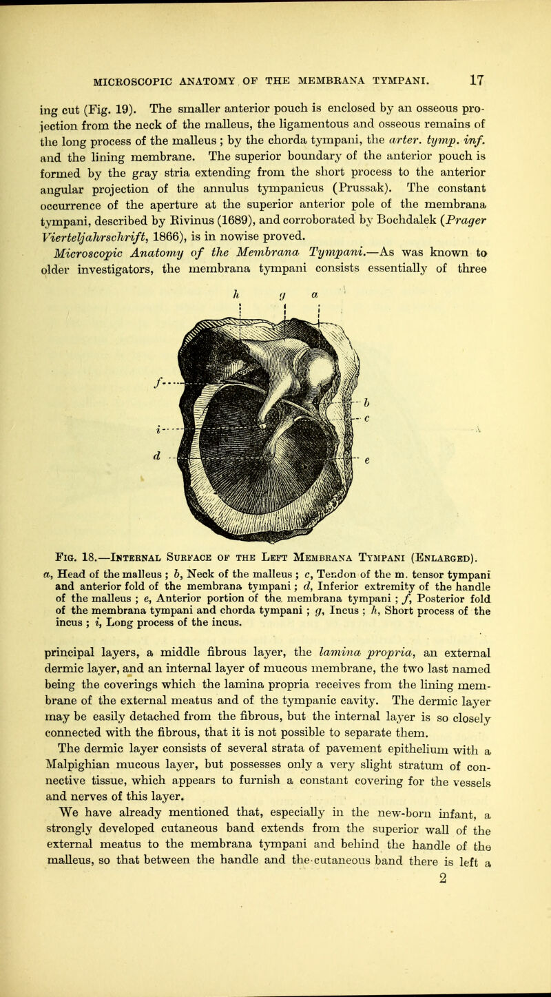 ing cut (Fig. 19). The smaller anterior pouch is enclosed by an osseous pro- jection from the neck of the malleus, the ligamentous and osseous remains of the long process of the malleus ; by the chorda tympani, the arter. tymp. inf. and the lining membrane. The superior boundary of the anterior pouch is formed by the gray stria extending from the short process to the anterior angular projection of the annulus tympanicus (Prussak). The constant occurrence of the aperture at the superior anterior pole of the membrana tympani, described by Eivinus (1689), and corroborated by Bochdalek (Prager Vierteljahrschrift, 1866), is in nowise proved. Microscopic Anatomy of the Membrana Tympani.—As was known to older investigators, the membrana tympani consists essentially of three h g a Fig. 18.—Internal Surface op the Left Membrana Tympani (Enlarged). a, Head of the malleus ; b, Neck of the malleus ; c, Tendon of the m. tensor tympani and anterior fold of the membrana tympani; d, Inferior extremity of the handle of the malleus ; e, Anterior portion of the. membrana tympani ; /, Posterior fold of the membrana tympani and chorda tympani ; g, Incus ; h, Short process of the incus ; i, Long process of the incus. principal layers, a middle fibrous layer, the lamina propria, an external dermic layer, and an internal layer of mucous membrane, the two last named being the coverings which the lamina propria receives from the lining mem- brane of the external meatus and of the tympanic cavity. The dermic layer may be easily detached from the fibrous, but the internal layer is so closely connected with the fibrous, that it is not possible to separate them. The dermic layer consists of several strata of pavement epithelium with a Malpighian mucous layer, but possesses only a very slight stratum of con- nective tissue, which appears to furnish a constant covering for the vessels and nerves of this layer. We have already mentioned that, especially in the new-born infant, a strongly developed cutaneous band extends from the superior wall of the external meatus to the membrana tympani and behind the handle of the malleus, so that between the handle and the cutaneous band there is left a 2