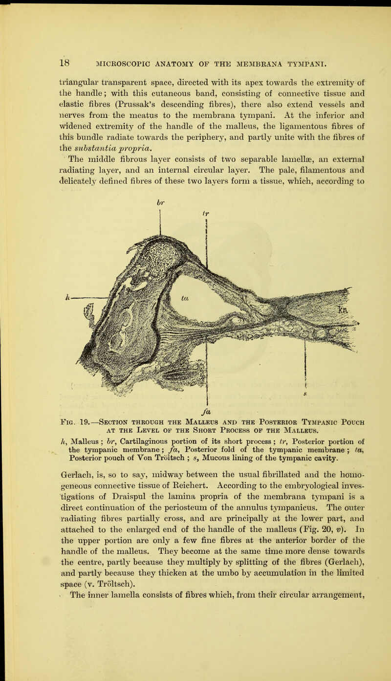 triangular transparent space, directed with its apex towards the extremity of the handle; with this cutaneous band, consisting of connective tissue and elastic fibres (Prussak's descending fibres), there also extend vessels and nerves from the meatus to the membrana tympani. At the inferior and widened extremity of the handle of the malleus, the ligamentous fibres of this bundle radiate towards the periphery, and partly unite with the fibres of the substantia propria. The middle fibrous layer consists of two separable lamellae, an external radiating layer, and an internal circular layer. The pale, filamentous and delicately defined fibres of these two layers form a tissue, which, according to br fa Fig. 19.—Section theough the Malleus and the Posterior Tympanic Pouch at the Level of the Short Process op the Malleus. h, Malleus ; br, Cartilaginous portion of its short process; tr, Posterior portion of the tympanic membrane; fa, Posterior fold of the tympanic membrane ; ta, Posterior pouch of Von Tröltsch ; s, Mucous lining of the tympanic cavity. Gerlach, is, so to say, midway between the usual fibrillated and the homo- geneous connective tissue of Beichert. According to the embryological inves- tigations of Draispul the lamina propria of the membrana tympani is a direct continuation of the periosteum of the annulus tympanicus. The outer radiating fibres partially cross, and are principally at the lower part, and attached to the enlarged end of the handle of the malleus (Fig. 20, v). In the upper portion are only a few fine fibres at the anterior border of the handle of the malleus. They become at the same time more dense towards the centre, partly because they multiply by splitting of the fibres (Gerlach), and partly because they thicken at the umbo by accumulation in the limited space (v. Tröltsch). ■ The inner lamella consists of fibres which, from their circular arrangement,