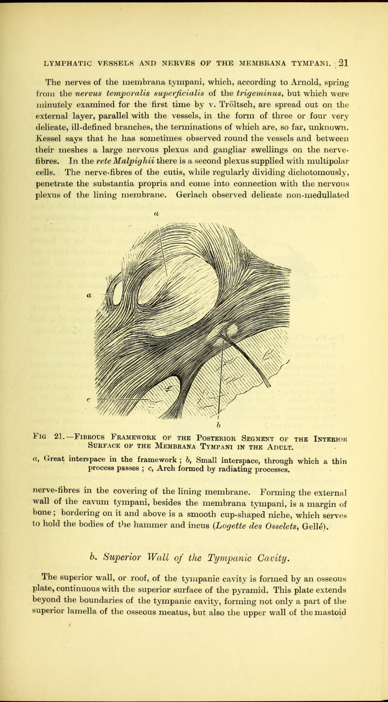 The nerves of the membrana tympani, which, according to Arnold, spring from the nervus temporalis superficialis of the trigeminus, but which were minutely examined for the first time by v. Tröltsch, are spread out on the external layer, parallel with the vessels, in the form of three or four very delicate, ill-defined branches, the terminations of which are, so far, unknown. Kessel says that he has sometimes observed round the vessels and between their meshes a large nervous plexus and gangliar swellings on the nerve- fibres. In the rete Malpighii there is a second plexus supplied with multipolar cells. The nerve-fibres of the cutis, while regularly dividing dichotomously, penetrate the substantia propria and come into connection with the nervous plexus of the lining membrane. Gerlach observed delicate non-medullated a b Fig 21.—Fibrous Framework of the Posterior Segment of the Interior Surface of the Membrana Tympani in the Adult. a, Great interspace in the framework ; b, Small interspace, through which a thin process passes ; c, Arch formed by radiating processes. nerve-fibres in the covering of the lining membrane. Forming the external wall of the cavum tympani, besides the membrana tympani, is a margin of bone; bordering on it and above is a smooth cup-shaped niche, which serves to hold the bodies of the hammer and incus (Logette des Osselets, Gelle). h. Superior Wall of the Tympanic Cavity. The superior wall, or roof, of the tympanic cavity is formed by an osseous plate, continuous with the superior surface of the pyramid. This plate extends beyond the boundaries of the tympanic cavity, forming not only a part of the superior lamella of the osseous meatus, but also the upper wall of the mastoid