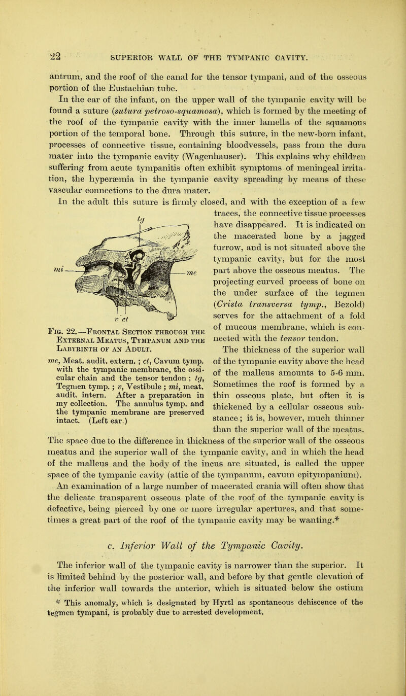 antrum, and the roof of the canal for the tensor tympani, and of the osseous portion of the Eustachian tube. In the ear of the infant, on the upper wall of the tympanic cavity will be found a suture (sutura petroso-squamosa), which is formed by the meeting of the roof of the tympanic cavity with the inner lamella of the squamous portion of the temporal bone. Through this suture, in the new-born infant, processes of connective tissue, containing bloodvessels, pass from the dura mater into the tympanic cavity (Wagenhauser). This explains why children suffering from acute tympanitis often exhibit symptoms of meningeal irrita- tion, the hyperaemia in the tympanic cavity spreading by means of these vascular connections to the dura mater. In the adult this suture is firmly closed, and with the exception of a few traces, the connective tissue processes have disappeared. It is indicated on the macerated bone by a jagged furrow, and is not situated above the tympanic cavity, but for the most part above the osseous meatus. The projecting curved process of bone on the under surface of the tegmen (Crista transversa tymp., Bezold) serves for the attachment of a fold of mucous membrane, which is con- nected with the tensor tendon. The thickness of the superior wall of the tympanic cavity above the head of the malleus amounts to 5-6 mm. Sometimes the roof is formed by a thin osseous plate, but often it is thickened by a cellular osseous sub- stance ; it is, however, much thinner than the superior wall of the meatus. The space due to the difference in thickness of the superior wall of the osseous meatus and the superior wall of the tympanic cavity, and in which the head of the malleus and the body of the incus are situated, is called the upper space of the tympanic cavity (attic of the tympanum, cavum epitympanium). An examination of a large number of macerated crania will often show that the delicate transparent osseous plate of the roof of the tympanic cavity is defective, being pierced by one or more irregular apertures, and that some- times a great part of the roof of the tympanic cavity may be wanting.* c. Inferior Wall of the Tympanic Cavity. The inferior wall of the tympanic cavity is narrower than the superior. It is limited behind by the posterior wall, and before by that gentle elevation of the inferior wall towards the anterior, which is situated below the ostium *' This anomaly, which is designated by Hyrtl as spontaneous dehiscence of the tegmen tympani, is probably due to arrested development. mi Fig. 22.—Frontal Section through the External Meatus, Tympanum and the Labyrinth of an Adult. me, Meat, audit, extern. ; ct, Cavum tymp. with the tympanic membrane, the ossi- cular chain and the tensor tendon ; tg, Tegmen tymp.; v, Vestibule ; mi, meat, audit, intern. After a preparation in my collection. The annulus tymp. and the tympanic membrane are preserved intact. (Left ear.)