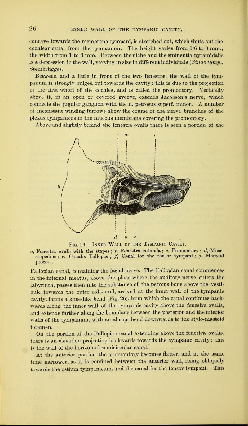 concave towards the membrana tympani, is stretched out, which shuts out the cochlear canal from the tympanum. The height varies from 1*6 to 3 mm., the width from 1 to 3 mm. Between the niche and the eminentia pyramidalis is a depression in the wall, varying in size in different individuals (Sinus tymp., Steinbrügge). Between and a little in front of the two fenestra, the wall of the tym- panum is strongly bulged out towards the cavity; this is due to the projection of the first whorl of the cochlea, and is called the promontory. Vertically above it, in an open or covered groove, extends Jacobson's nerve, which connects the jugular ganglion with the n. petrosus superf. minor. A number of inconstant winding furrows show the course of the nerve branches of the plexus tympanicus in the mucous membrane covering the promontory. Above and slightly behind the fenestra ovalis there is seen a portion of the e a r d b e Fig. 26.—Inner Wall of the Tympanic Cavity. a, Fenestra ovalis with the stapes ; b, Fenestra rotunda; c, Promontory; d, Muse, stapedius ; e, Canalis Fallopise ; /, Canal for the tensor tympani ; g, Mastoid process. Fallopian canal, containing the facial nerve. The Fallopian canal commences in the internal meatus, above the place where the auditory nerve enters the labyrinth, passes then into the substance of the petrous bone above the vesti- bule towards the outer side, and, arrived at the inner wall of the tympanic cavity, forms a knee-like bend (Fig. 26), from which the canal continues back- wards along the inner wall of the tympanic cavity above the fenestra ovalis, and extends farther along the boundary between the posterior and the interior walls of the tympanum, with an abrupt bend downwards to the stylo-mastoid foramen. On the portion of the Fallopian canal extending above the fenestra ovalis, there is an elevation projecting backwards towards the tympanic cavity ; this is the wall of the horizontal semicircular canal. At the anterior portion the promontory becomes flatter, and at the same time narrower, as it is confined between the anterior wall, rising obliquely towards the ostium tympanicum, and the canal for the tensor tympani. This