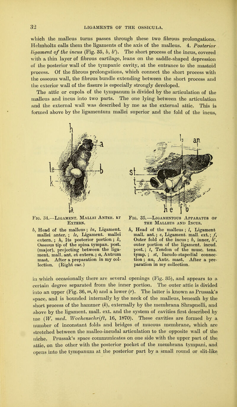 winch the malleus turns passes through these two fibrous prolongations, Helmholtz calls them the ligaments of the axis of the malleus. 4. Posterior ligament of the incus (Fig. 35, b, b'). The short process of the incus, covered with a thin layer of fibrous cartilage, leans on the saddle-shaped depression of the posterior wall of the tympanic cavity, at the entrance to the mastoid process. Of the fibrous prolongations, which connect the short process with the osseous wall, the fibrous bundle extending between the short process and the exterior wall of the fissure is especially strongly developed. The attic or cupola of the tympanum is divided by the articulation of the malleus and incus into two parts. The one lying between the articulation and the external wall was described by me as the external attic. This is formed above by the ligamentum mallei superior and the fold of the incus, Fig. 34.—Ligament. Mallei Anter. et Extern. b, Head of the malleus ; la, Ligament, mallei anter. ; le, Ligament, mallei extern. ; h, Its posterior portion; k. Osseous tip of the spina tympan. post, (major), projecting between the liga- ment, mall. ant. et extern.; a, Antrum mast. After a preparation in my col- lection. (Right ear.) Tig. 35.—Ligamentous Apparatus of the Malleus and Incus. A, Head of the malleus ; I, Ligament mall, ant.; e, Ligament, mall, ext.; f, Outer fold of the incus ; b, inner, outer portion of the ligament, incud. post.; t, Tendon of the muse. tens, tymp. ; st, Incudo-stapedial connec- tion ; an, Antr. mast. After a pre- paration in my collection. in which occasionally there are several openings (Fig. 35), and appears to a certain degree separated from the inner portion. The outer attic is divided into an upper (Fig. 36, m, h) and a lower (r). The latter is known as Prussak's space, and is bounded internally by the neck of the malleus, beneath by the short process of the hammer (k), externally by the membrana Shrapnelli, and above by the ligament, mall. ext. and the system of cavities first described by me (W. med. Wochenschrift, 16, 1870). These cavities are formed by a number of inconstant folds and bridges of mucous membrane, which are stretched between the malleo-incudal articulation to the opposite wall of the niche. Prussak's space communicates on one side with the upper part of the attic, on the other with the posterior pocket of the membrana tympani, and opens into the tympanum at the posterior part by a small round or slit-like