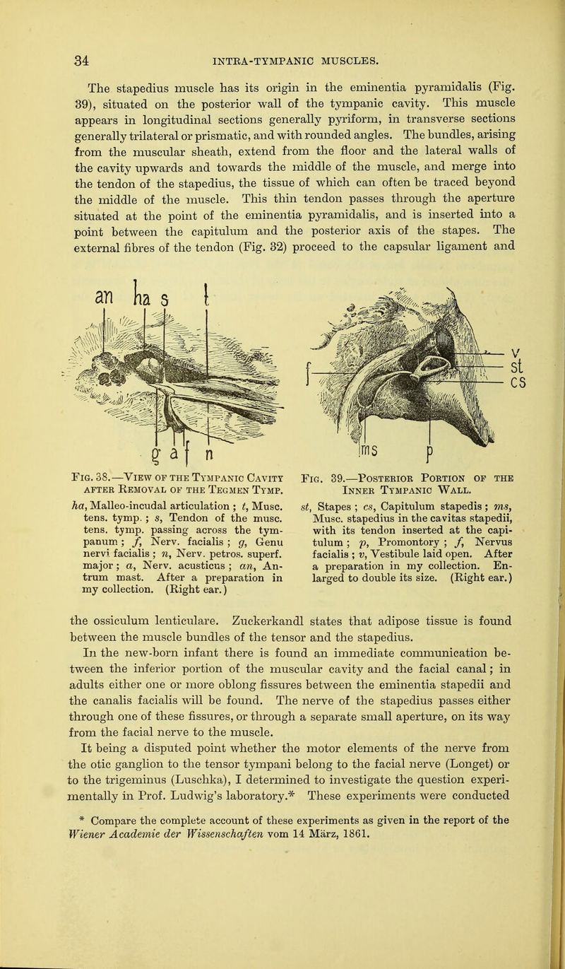 The stapedius muscle has its origin in the eminentia pyramidalis (Fig. 39), situated on the posterior wall of the tympanic cavity. This muscle appears in longitudinal sections generally pyriform, in transverse sections generally trilateral or prismatic, and with rounded angles. The bundles, arising from the muscular sheath, extend from the floor and the lateral walls of the cavity upwards and towards the middle of the muscle, and merge into the tendon of the stapedius, the tissue of which can often be traced beyond the middle of the muscle. This thin tendon passes through the aperture situated at the point of the eminentia pyramidalis, and is inserted into a point between the capitulum and the posterior axis of the stapes. The external fibres of the tendon (Fig. 32) proceed to the capsular ligament and an k s I Fig. 38.—View of the Tympanic Cavity after Removal of the Teg men Tymp. ha, Malleo-incudal articulation ; t, Muse, tens. tymp. ; s, Tendon of the muse, tens. tymp. passing across the tym- panum ; /, Nerv, facialis ; g, Genu nervi facialis ; n, Nerv, petros. superf. major ; a, Nerv, acusticus ; an, An- trum mast. After a preparation in my collection. (Right ear.) Fig. 39.—Posterior Portion of the Inner Tympanic Wall. st, Stapes ; cs, Capitulum stapedis; ms, Muse, stapedius in the cavitas stapedii, with its tendon inserted at the capi- tulum ; p, Promontory ; /, Nervus facialis ; v, Vestibule laid open. After a preparation in my collection. En- larged to double its size. (Right ear.) the ossiculum lenticulare. Zuckerkandl states that adipose tissue is found between the muscle bundles of the tensor and the stapedius. In the new-born infant there is found an immediate communication be- tween the inferior portion of the muscular cavity and the facial canal; in adults either one or more oblong fissures between the eminentia stapedii and the canalis facialis will be found. The nerve of the stapedius passes either through one of these fissures, or through a separate small aperture, on its way from the facial nerve to the muscle. It being a disputed point whether the motor elements of the nerve from the otic ganglion to the tensor tympani belong to the facial nerve (Longet) or to the trigeminus (Luschka), I determined to investigate the question experi- mentally in Prof. Ludwig's laboratory.* These experiments were conducted * Compare the complete account of these experiments as given in the report of the Wiener Academie der Wissenschaften vom 14 März, 1861.