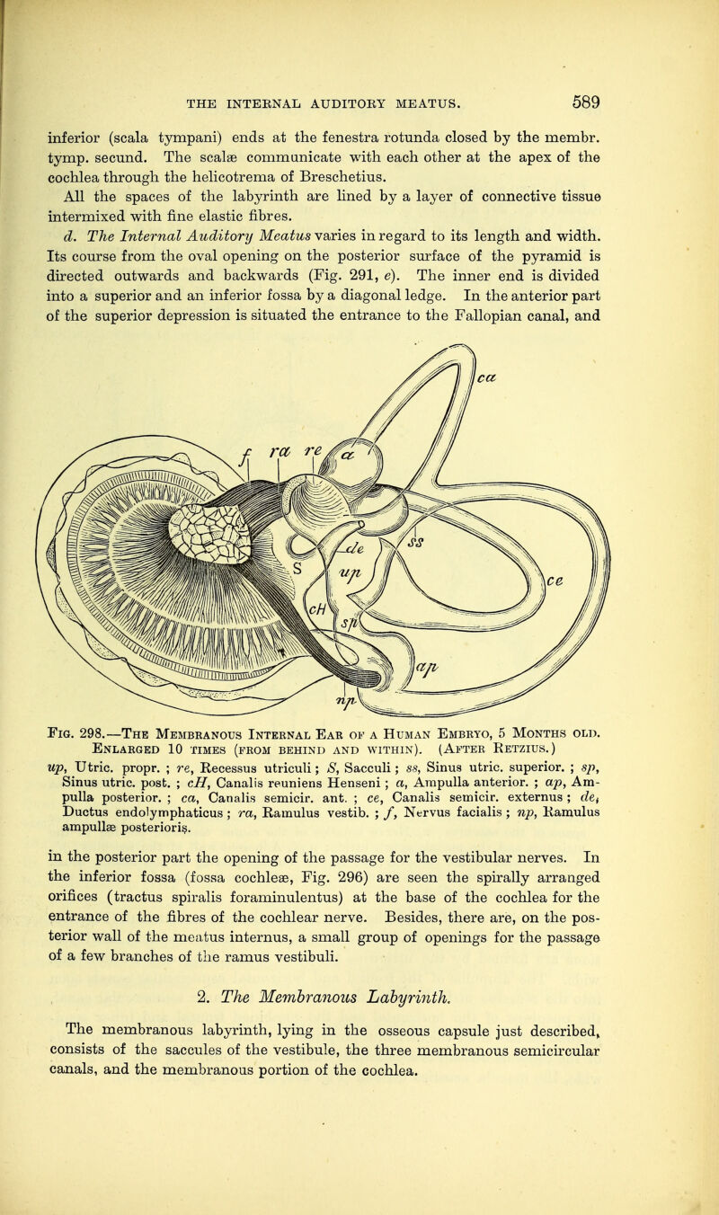 inferior (scala tympani) ends at the fenestra rotunda closed by the membr. tymp. secund. The scalae communicate with each other at the apex of the cochlea through the helicotrema of Breschetius. All the spaces of the labyrinth are lined by a layer of connective tissue intermixed with fine elastic fibres. d. The Internal Auditory Meatus varies in regard to its length and width. Its course from the oval opening on the posterior surface of the pyramid is directed outwards and backwards (Fig. 291, e). The inner end is divided into a superior and an inferior fossa by a diagonal ledge. In the anterior part of the superior depression is situated the entrance to the Fallopian canal, and Fig. 298.—The Membranous Internal Ear of a Human Embryo, 5 Months old. Enlarged 10 times (from behind and within). (After Retzius.) up, Utric. propr. ; re, Recessus utriculi; S, Sacculi; ss, Sinus utric. superior. ; sp, Sinus utric. post. ; cH, Canalis reuniens Henseni; a, Ampulla anterior. ; ap, Am- pulla posterior. ; ca, Canalis semicir. ant. ; ce, Canalis semicir. externus ; det Ductus endolymphaticus; ra, Ramulus vestib. ; /, Nervus facialis ; np, Ramulus ampullae posterioris. in the posterior part the opening of the passage for the vestibular nerves. In the inferior fossa (fossa cochleae, Fig. 296) are seen the spirally arranged orifices (tractus spiralis foraminulentus) at the base of the cochlea for the entrance of the fibres of the cochlear nerve. Besides, there are, on the pos- terior wall of the meatus internus, a small group of openings for the passage of a few branches of the ramus vestibuli. 2. The Membranous Labyrinth. The membranous labyrinth, lying in the osseous capsule just described* consists of the saccules of the vestibule, the three membranous semicircular canals, and the membranous portion of the cochlea.