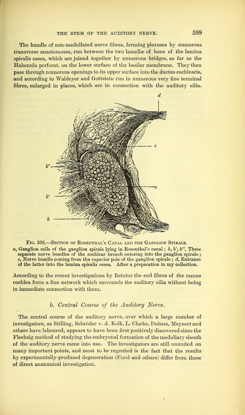 The bundle of non-medullated nerve fibres, forming plexuses by numerous transverse anastomoses, run between the two lamellae of bone of the lamina spiralis ossea, which are joined together by numerous bridges, as far as the Habenula perforat. on the lower surface of the basilar membrane. They then pass through numerous openings to its upper surface into the ductus cochlearis, and according to Waldeyer and Gottstein run in numerous very fine terminal fibres, enlarged in places, which are in connection with the auditory cilia. d Fig. 308.—Section of Rosenthal's Canal and the Ganglion Spirale. a, Ganglion cells of the ganglion spirale lying in Rosenthal's canal; b, b\ b, Three separate nerve bundles of the cochlear branch entering into the ganglion spirale ; c, Nerve bundle coming from the superior pole of the ganglion spirale ; d, Entrance of the latter into the lamina spiralis ossea. After a preparation in my collection. According to the recent investigations by Retzius the end fibres of the ramus cochlea form a fine network which surrounds the auditory cilia without being in immediate connection with them. b. Central Course of the Auditory Nerve. The central course of the auditory nerve, over which a large number of investigators, as Stilling, Schröder v. d. Kolk, L. Clarke, Deiters, Meynert and others have laboured, appears to have been first positively discovered since the Flechsig method of studying the embryonal formation of the medullary sheath of the auditory nerve came into use. The investigators are still ununited on many important points, and most to be regretted is the fact that the results by experimentally-produced degeneration (Forel and others) differ from those of direct anatomical investigation.