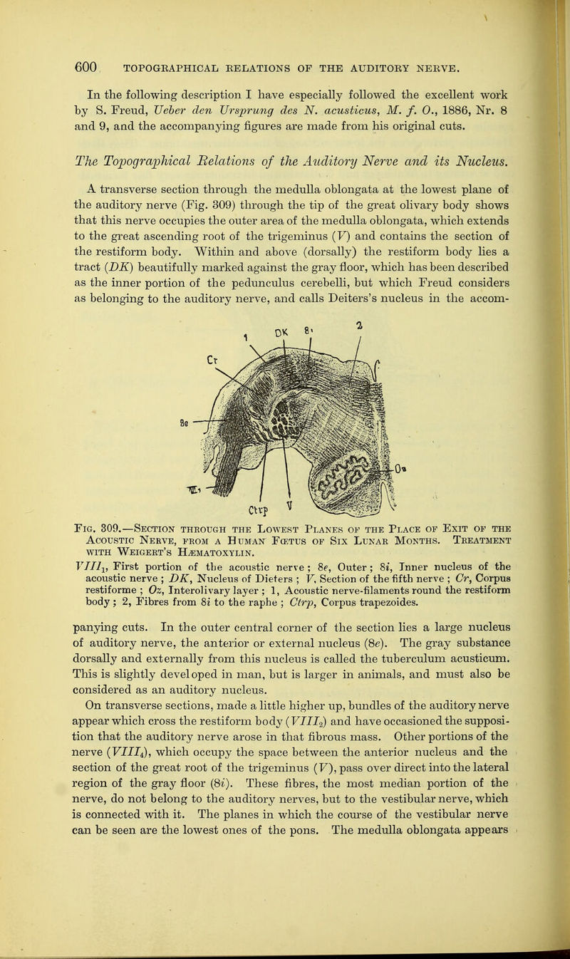 In the following description I have especially followed the excellent work by S. Freud, lieber den Ursprung des N. acusticus, M. f. 0., 1886, Nr. 8 and 9, and the accompanying figures are made from his original cuts. The Topographical Relations of the Auditory Nerve and its Nucleus. A transverse section through the medulla oblongata at the lowest plane of the auditory nerve (Fig. 309) through the tip of the great olivary body shows that this nerve occupies the outer area of the medulla oblongata, which extends to the great ascending root of the trigeminus (F) and contains the section of the restiform body. Within and above (dorsally) the restiform body lies a tract (DK) beautifully marked against the gray floor, which has been described as the inner portion of the pedunculus cerebelli, but which Freud considers as belonging to the auditory nerve, and calls Deiters's nucleus in the accom- Fig. 309.—Section theough the Lowest Planes of the Place of Exit of the Acoustic Nerve, feom a Human Fcetus of Six Lunar Months. Treatment with Weigert's Hematoxylin. VJI11} First portion of the acoustic nerve ; 8e, Outer ; 8i, Inner nucleus of the acoustic nerve ; DK, Nucleus of Dieters ; V, Section of the fifth nerve ; Cr, Corpus restiforme ; Oz, Interolivary layer ; 1, Acoustic nerve-filaments round the restiform body ; 2, Fibres from 8i to the raphe ; Ctrp, Corpus trapezoides. panying cuts. In the outer central corner of the section lies a large nucleus of auditory nerve, the anterior or external nucleus (8e). The gray substance dorsally and externally from this nucleus is called the tuberculum acusticum. This is slightly developed in man, but is larger in animals, and must also be considered as an auditory nucleus. On transverse sections, made a little higher up, bundles of the auditory nerve appear which cross the restiform body (VIII2) and have occasioned the supposi- tion that the auditory nerve arose in that fibrous mass. Other portions of the nerve (VIII4), which occupy the space between the anterior nucleus and the section of the great root of the trigeminus (F),pass over direct into the lateral region of the gray floor (8i). These fibres, the most median portion of the nerve, do not belong to the auditory nerves, but to the vestibular nerve, which is connected with it. The planes in which the course of the vestibular nerve can be seen are the lowest ones of the pons. The medulla oblongata appears