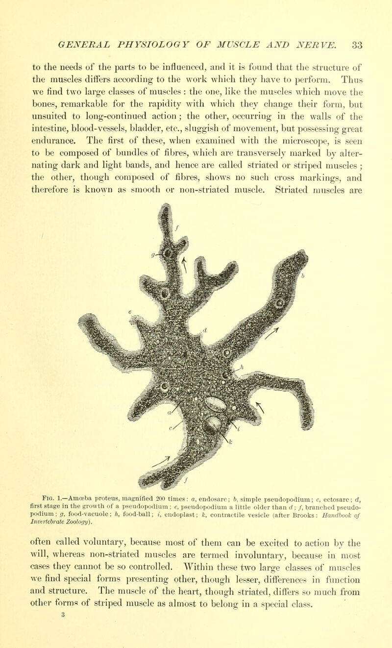 to the needs of the parts to be influenced, and it is found that the structure of the muscles differs according to the work which they have to perform. Thus we find two large classes of muscles : the one, like the muscles which move the bones, remarkable for the rapidity with which they change their form, but unsuited to long-continued action ; the other, occurring in the walls of the intestine, blood-vessels, bladder, etc., sluggish of movement, but possessing great endurance. The first of these, when examined with the microscope, is seen to be composed of bundles of fibres, which are transversely marked by alter- nating dark and light bands, and hence are called striated or striped muscles ; the other, though composed of fibres, shows no such cross markings, and therefore is known as smooth or non-striated muscle. Striated muscles are Fig. 1—Amoeba proteus, magnified 200 times: a, endosarc; 6, simple pseudopodium; c, ectosare ; d, first stage in the growth of a pseudopodium ; e, pseudopodium a little older than d ; /, branched pseudo- podium ; g, food-vacuole; ft, food-ball; i, endoplast; k, contractile vesicle (after Brooks: Handbook of Invertebrate Zoology). often called voluntary, because most of them can be excited to action by the will, whereas non-striated muscles are termed involuntary, because in most cases they cannot be so controlled. Within these two large classes of muscles we find special forms presenting other, though lesser, differences in function and structure. The muscle of the heart, though striated, differs so much from other forms of striped muscle as almost to belong in a special class. 3
