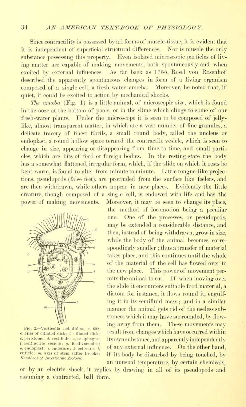 Since contractility is possessed by all forms of muscle-tissue, it is evident that it is independent of superficial structural differences. Nor is muscle the only substance possessing this property. Even isolated microscopic particles of liv- ing matter are capable of making movements, both spontaneously and when excited by external influences. As far back as 1755, Rosel von Rosenkof described the apparently spontaneous changes in form of a living organism composed of a single cell, a fresh-water amoeba. Moreover, he noted that, if quiet, it could be excited to action by mechanical shocks. The amoeba (Fig. 1) is a little animal, of microscopic size, which is found in the ooze at the bottom of pools, or in the slime which clings to some of our fresh-water plants. Under the microscope it is seen to be composed of jelly- like, almost transparent matter, in which are a vast number of fine granules, a delicate tracery of finest fibrils, a small round body, called the nucleus or endoplast, a round hollow space termed the contractile vesicle, which is seen to change in size, appearing or disappearing from time to time, and small parti- cles, which are bits of food or foreign bodies. In the resting state the body has a somewhat flattened, irregular form, which, if the slide on which it rests be kept warm, is found to alter from minute to minute. Little tongue-like projec- tions, pseudopods (false feet), are protruded from the surface like feelers, and are then withdrawn, while others appear in new jflaces. Evidently the little creature, though composed of a single cell, is endowed with life and has the power of making movements. Moreover, it may be seen to change its place, the method of locomotion being a peculiar one. One of the processes, or pseudopods, may be extended a considerable distance, and then, instead of being withdrawn, grow in size, while the body of the animal becomes corre- spondingly smaller ; thus a transfer of material takes place, and this continues until the whole of the material of the cell has flowed over to the new place. This power of movement per- mits the animal to eat. If when moving; over the slide it encounters suitable food material, a diatom for instance, it flows round it, engulf- ing it in its semifluid mass; and in a similar manner the animal gets rid of the useless sub- stances which it may have surrounded, by flow- ing away from them. These movements may result from changes which have occurred within its own substance, and apparently independently of any external influence. On the other hand, if its body be disturbed by being touched, by an unusual temperature, by certain chemicals, or by an electric shock, it replies by drawing in all of its pseudopods and assuming a contracted, ball form. Fig. 2.—Vorticella nebulifera, X 600: «, cilia of ciliated disk ; b, ciliated disk; c, peristome ; rf, vestibule ; e, oesophagus ; /, contractile vesicle; g, food-vacuoles; A, endoplast; endosarc; k, ectosarc; I, cuticle ; m, axis of stem (after Brooks : Handbook of Invertebrate Zoology).