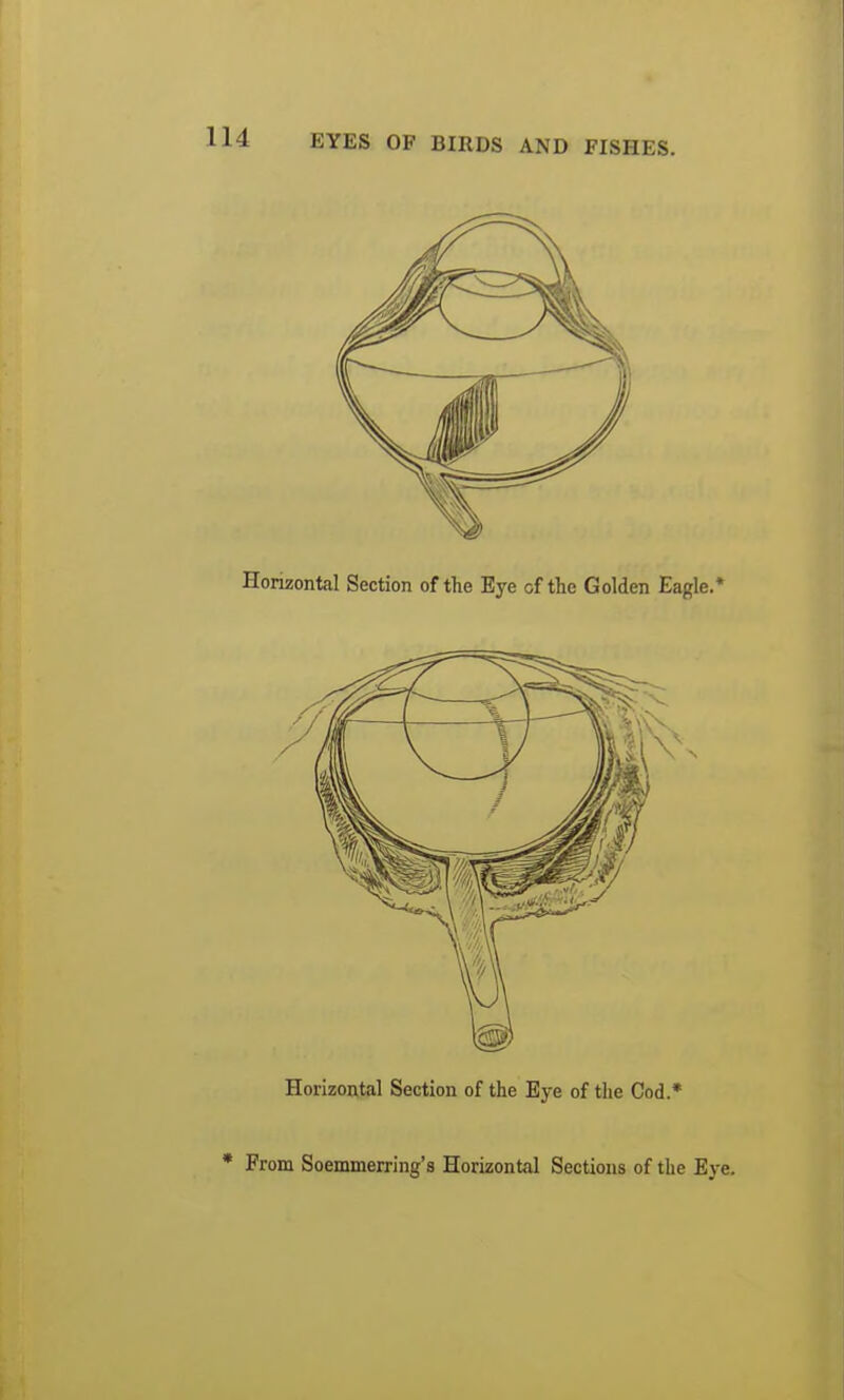 Horizontal Section of the Eye of the Cod.* * From Soemmerring's Horizontal Sections of the Eye.