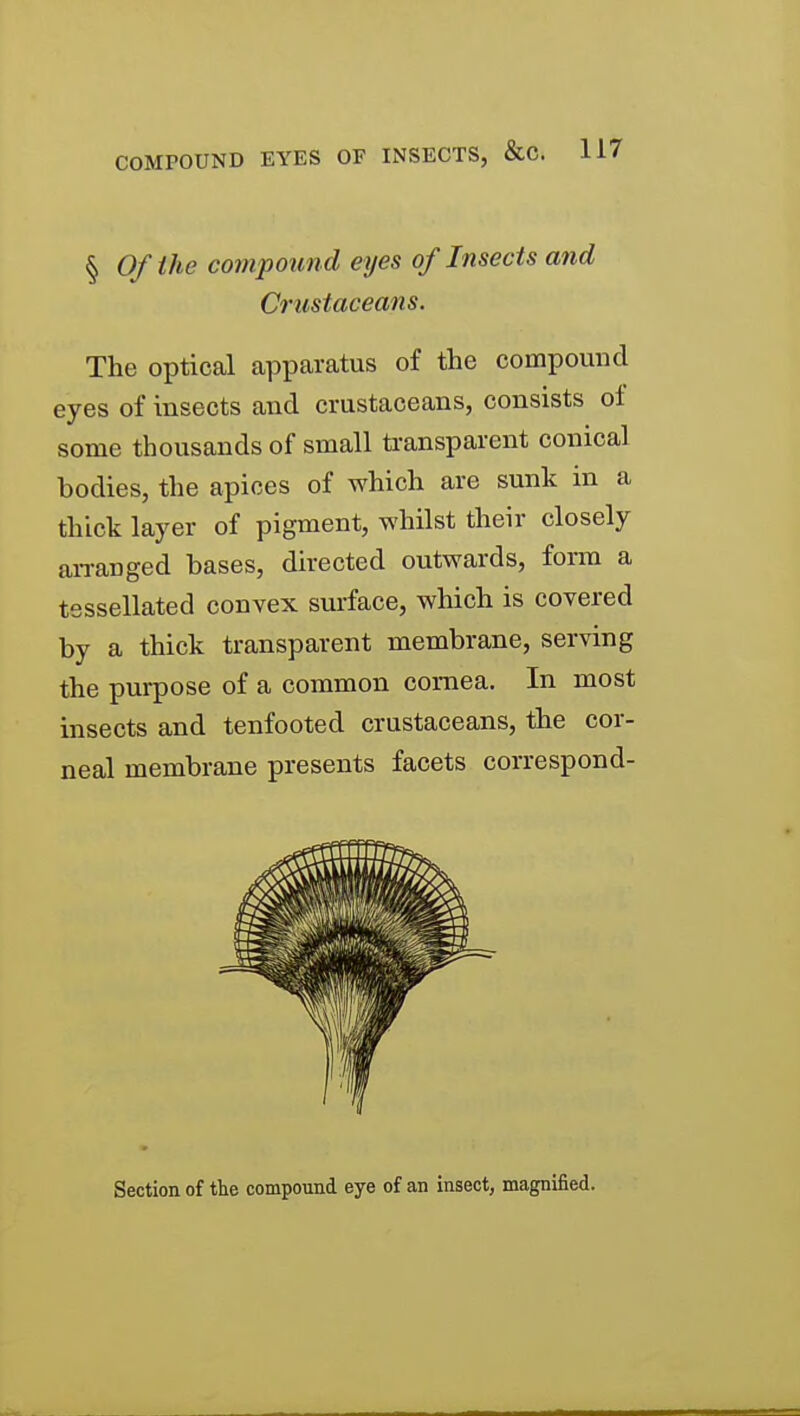 § Of the compound eyes of Insects and Crustaceans. The optical apparatus of the compound eyes of insects and crustaceans, consists ol some thousands of small transparent conical bodies, the apices of which are sunk in a thick layer of pigment, whilst their closely ai-ranged bases, directed outwards, form a tessellated convex surface, which is covered by a thick transparent membrane, serving the purpose of a common cornea. In most insects and tenfooted crustaceans, the cor- neal membrane presents facets correspond- Section of the compound eye of an insect, magnified.