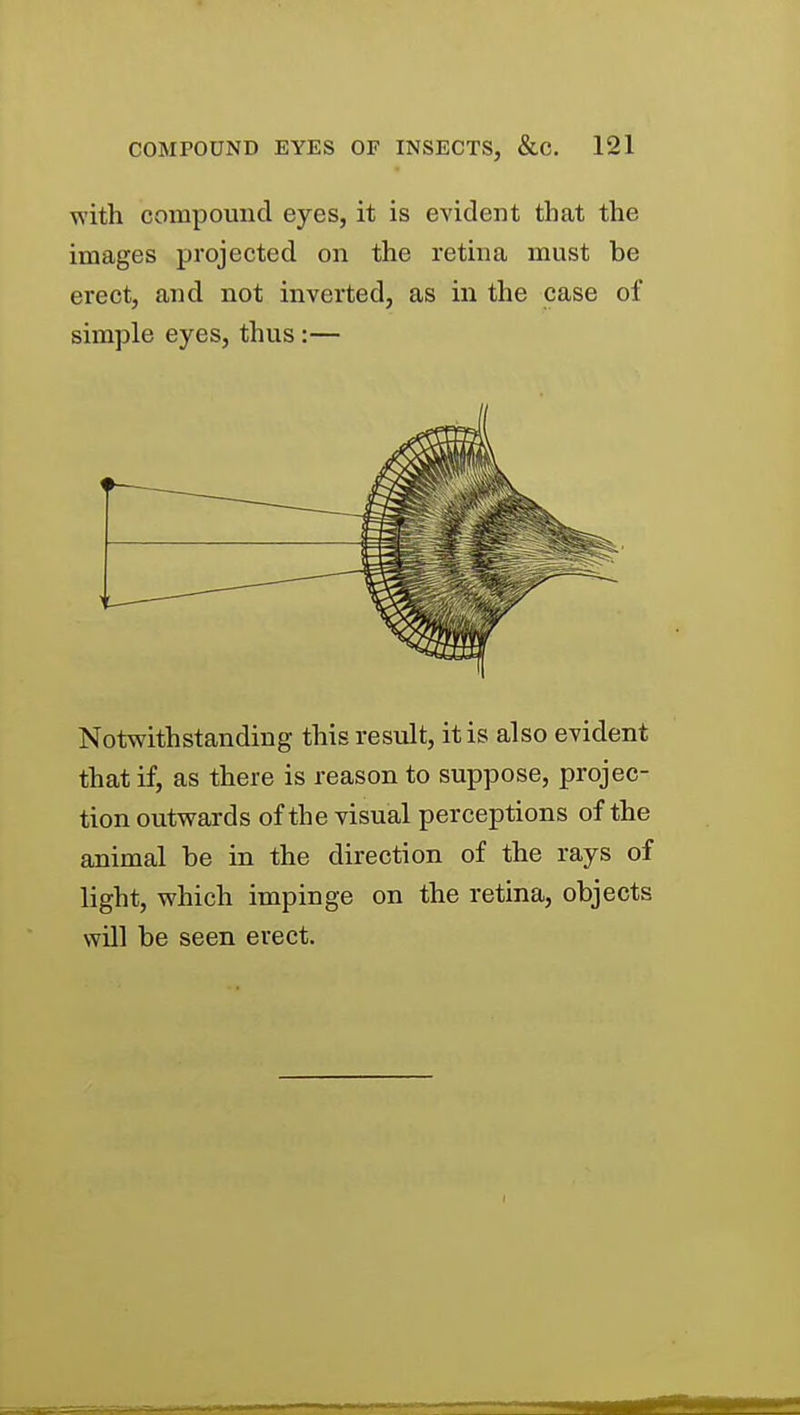 with compound eyes, it is evident that the images projected on the retina must be erect, and not inverted, as in the case of simple eyes, thus:— Notwithstanding this result, it is also evident that if, as there is reason to suppose, projec- tion outwards of the visual perceptions of the animal be in the direction of the rays of light, which impinge on the retina, objects will be seen erect.
