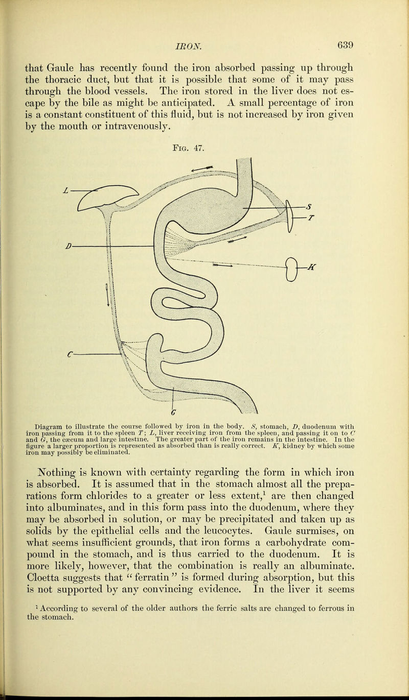 that Gaule has recently found the iron absorbed passing up through the thoracic duct^ but that it is possible that some of it may pass through the blood vessels. The iron stored in the liver does not es- cape by the bile as might be anticipated. A small percentage of iron is a constant constituent of this fluid, but is not increased by iron given by the mouth or intravenously. Fig. 47. Diagram to illustrate the course followed by iron in the body. ,S', stomach, D, duodenum with iron passing from it to the spleen T; L, liver receiving iron from the spleeo, and passing it on to C and G, the c^cum and large intestine. The greater part of the iron remains in the intestine. In the figure a larger proportion is represented as absorbed than is really correct. K, kidney by which some iron may possibly be eliminated. Nothing is known with certainty regarding the form in which iron is absorbed. It is assumed that in the stomach almost all the prepa- rations form chlorides to a greater or less extent/ are then changed into albuminates, and in this form pass into the duodenum, where they may be absorbed in solution, or may be precipitated and taken up as solids by the epithelial cells and the leucocytes. Gaule surmises, on what seems insufficient grounds, that iron forms a carbohydrate com- pound in the stomach, and is thus carried to the duodenum. It is more likely, however, that the combination is really an albuminate. Cloetta suggests that  ferratin is formed during absorption, but this is not supported by any convincing evidence. In the liver it seems ' According to several of the older authors the ferric salts are changed to ferrous in the stomach.