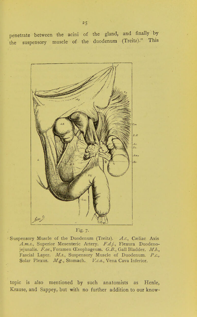 penetrate between the acini of the gland, and finally by the suspensory muscle of the duodenum (Treitz). This Fig. 7- Suspensory -Muscle of the Duodenum (Treitz). A.c, Caeliac Axis A.m.s., Superior Mesenteric Artery. F.d.j., Flexura Duodeno- jejunalis. j?^.<?^., Foramen CEsophageum. C^., Gall Bladder. M.b., Fascial Layer. M.s.^ Suspensory Muscle of Duodenum. Solar Plexus. M.g.^ Stomach. V.c.a., Vena Cava Inferior. topic is also mentioned by such anatomists as Henle, Krause, and Sappey, but with no further addition to our know-