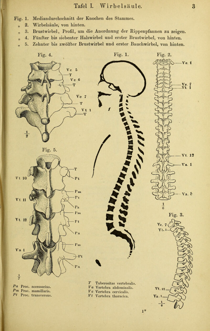 Fig. 1. Median durchschnitt der Knochen des Stammes. „ 2. Wirbelsäule, von hinten. „ 3. Brustwirbel, Profil, um die Anordnung der Rippenpfannen zu zeigen. „ 4. Fünfter bis siebenter Halswirbel und erster Brustwirbel, von hinten. „ 5. Zehnter bis zwölfter Brustwirbel und erster Bauchwirbel, von hinten. Fig. 4. Fig. 1. Fig. 2. 1*