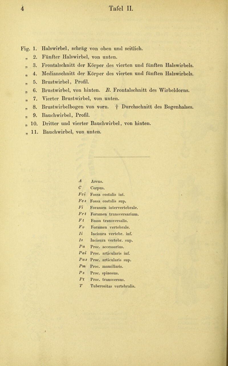 Fig. 1. Halswirbel, schräg von oben und seitlich. „ 2. Fünfter Halswirbel, von unten. „ 3. Frontalschnitt der Körper des vierten und fünften Halswirbels. „ 4. Medianschnitt der Körper des vierten und fünften Halswirbels. „ 5. Brustwirbel, Profil. „ 6. Brustwirbel, von hinten. B. Frontalschnitt des Wirbeldorns. „ 7. Vierter Brustwirbel, von unten. „ 8. Brustwirbelbogen von vorn, f Durchschnitt des Bogenhalses. „ 9. Bauchwirbel, Profil. „ 10. Dritter und vierter Bauchwirbel, von hinten. „ 11. Bauchwirbel, von unten. ■A Arcus. C Corpus. Fei Fossa costalis inf. Fcs Fossa costalis sup. Fi Foramen intervertebrale. Frt Foramen transversarium. Ft Fossa transversalis. Fv Foramen vertebrale. Ii Incisura vertebr. inf. Is Incisura vertebr. sup. Pcb Proc. accessorius. Pai Proc. articularis inf. Pas Proc. articularis sup. Pm Proc. mamillaris. Ps Proc. spinosus. Pt Proc. transversus. T Tuberositas vertebralis.