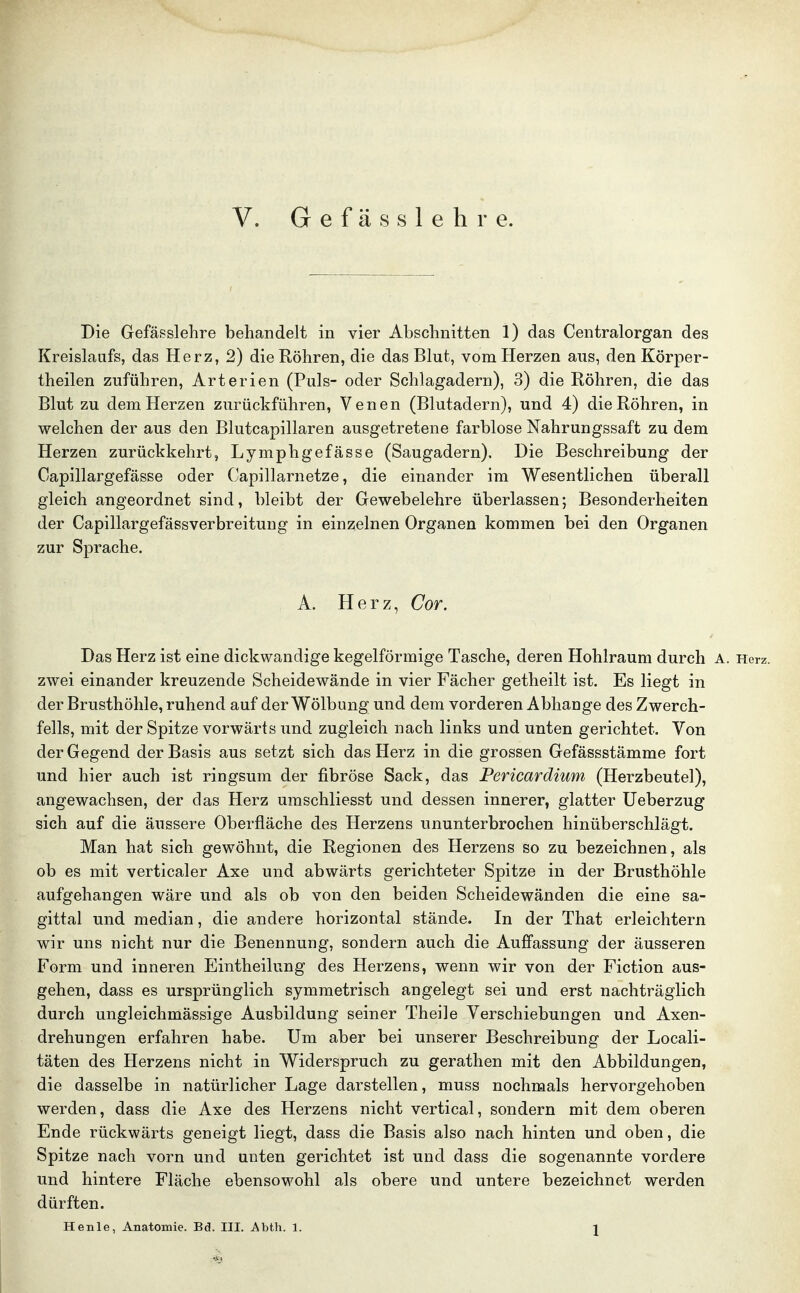 Die Gefässlehre behandelt in vier Abschnitten 1) das Centraiorgan des Kreislaufs, das Herz, 2) die Röhren, die das Blut, vom Herzen aus, den Körper- theilen zuführen, Arterien (Puls- oder Schlagadern), 3) die Röhren, die das Blut zu dem Herzen zurückführen, Venen (Blutadern), und 4) die Röhren, in welchen der aus den Blutcapillaren ausgetretene farblose Nahrungssaft zu dem Herzen zurückkehrt, Lymphgefässe (Saugadern), Die Beschreibung der Capillargefässe oder Capillarnetze, die einander im Wesentlichen überall gleich angeordnet sind, bleibt der Gewebelehre überlassen; Besonderheiten der Capillargefässverbreitung in einzelnen Organen kommen bei den Organen zur Sprache. A. Herz, Cor. Das Herz ist eine dickwandige kegelförmige Tasche, deren Hohlraum durch A. Herz, zwei einander kreuzende Scheidewände in vier Fächer getheilt ist. Es liegt in der Brusthöhle, ruhend auf der Wölbung und dem vorderen Abhänge des Zwerch- fells, mit der Spitze vorwärts und zugleich nach links und unten gerichtet. Von der Gegend der Basis aus setzt sich das Herz in die grossen Gefässstämme fort und hier auch ist ringsum der fibröse Sack, das Pericardium (Herzbeutel), angewachsen, der das Herz uraschliesst und dessen innerer, glatter Ueberzug sich auf die äussere Oberfläche des Herzens ununterbrochen hinüberschlägt. Man hat sich gewöhnt, die Regionen des Herzens so zu bezeichnen, als ob es mit verticaler Axe und abwärts gerichteter Spitze in der Brusthöhle aufgehangen wäre und als ob von den beiden Scheidewänden die eine sa- gittal und median, die andere horizontal stände. In der That erleichtern wir uns nicht nur die Benennung, sondern auch die Auffassung der äusseren Form und inneren Eintheilung des Herzens, wenn wir von der Fiction aus- gehen, dass es ursprünglich symmetrisch angelegt sei und erst nachträglich durch ungleichmässige Ausbildung seiner Theile Verschiebungen und Axen- drehungen erfahren habe. Um aber bei unserer Beschreibung der Locali- täten des Herzens nicht in Widerspruch zu gerathen mit den Abbildungen, die dasselbe in natürlicher Lage darstellen, muss nochmals hervorgehoben werden, dass die Axe des Herzens nicht vertical, sondern mit dem oberen Ende rückwärts geneigt liegt, dass die Basis also nach hinten und oben, die Spitze nach vorn und unten gerichtet ist und dass die sogenannte vordere und hintere Fläche ebensowohl als obere und untere bezeichnet werden dürften. Henle, Anatomie. Bd. III. Abth. 1. 2 4