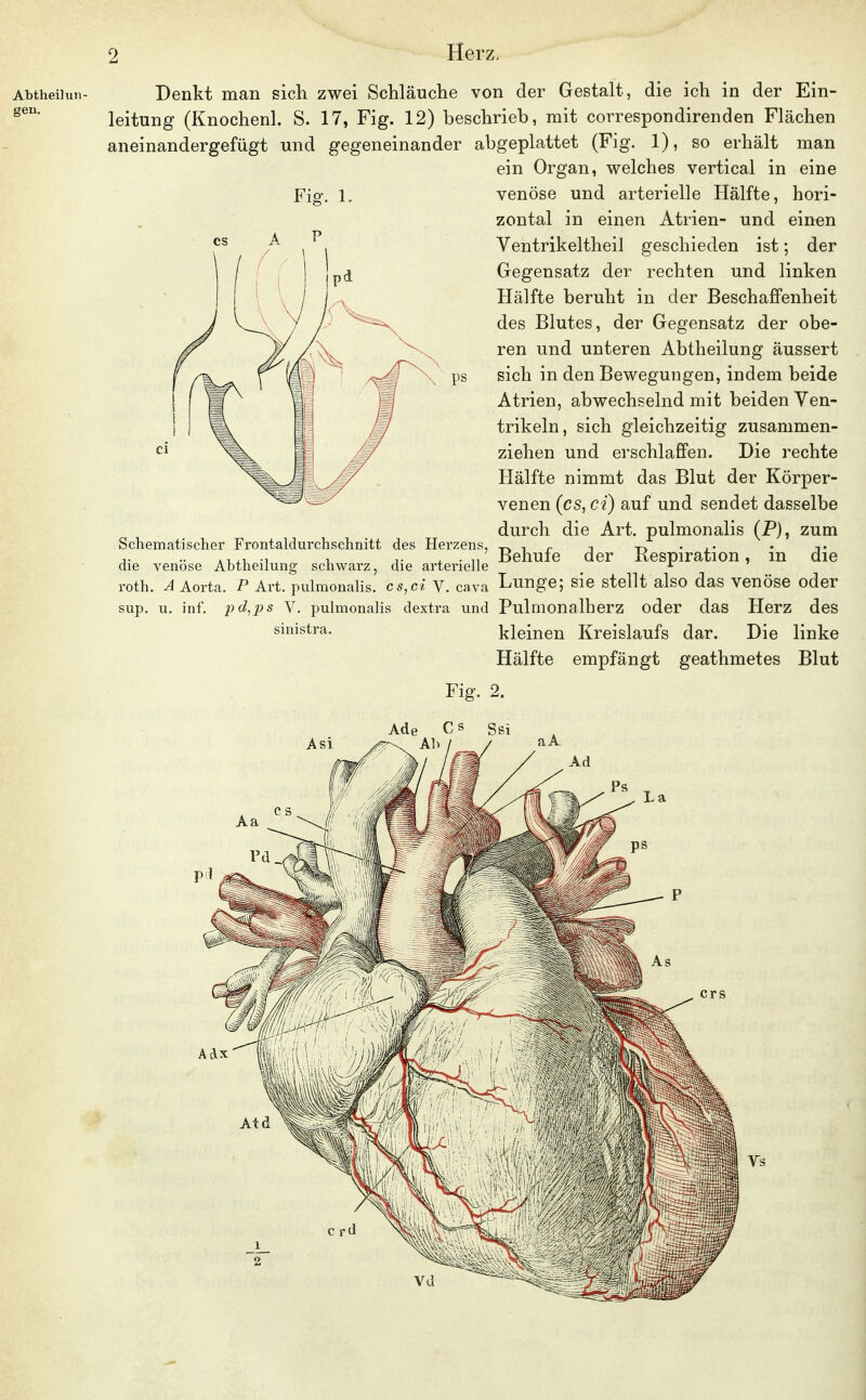Abtheilun- gen. Denkt man sich zwei Schläuche von der Gestalt, die ich in der Ein- leitung (Knochenl. S. 17, Fig. 12) beschrieb, mit correspondirenden Flächen aneinandergefügt und gegeneinander abgeplattet (Fig. 1), so erhält man ein Organ, welches vertical in eine Fig. 1. venöse und arterielle Hälfte, hori- zontal in einen Atrien- und einen Ventrikeltheil geschieden ist; der Gegensatz der rechten und linken Hälfte beruht in der Beschaffenheit des Blutes, der Gegensatz der obe- ren und unteren Abtheilung äussert ps sich in den Bewegungen, indem beide Atrien, abwechselnd mit beiden Ven- trikeln, sich gleichzeitig zusammen- ziehen und erschlaffen. Die rechte Hälfte nimmt das Blut der Körper- venen (cs,ci) auf und sendet dasselbe durch die Art. pulmonalis (P), zum Schematischer Frontaldurchschnitt des Herzens, -r» , r i -r> • • t j. .. , T ^ . n Behuie der Kespiration, m die die venöse Abtneilung schwarz, die arterielle ^ roth. A Aorta. P Art. pulmonalis. cs,ci V. cava Lunge; sie stellt also das venöse oder sup. u. inf. pd.ps V. pulmonalis dextra und Pulmonalherz oder das Herz des kleinen Kreislaufs dar. Die linke Hälfte empfängt geathmetes Blut Fig. 2.