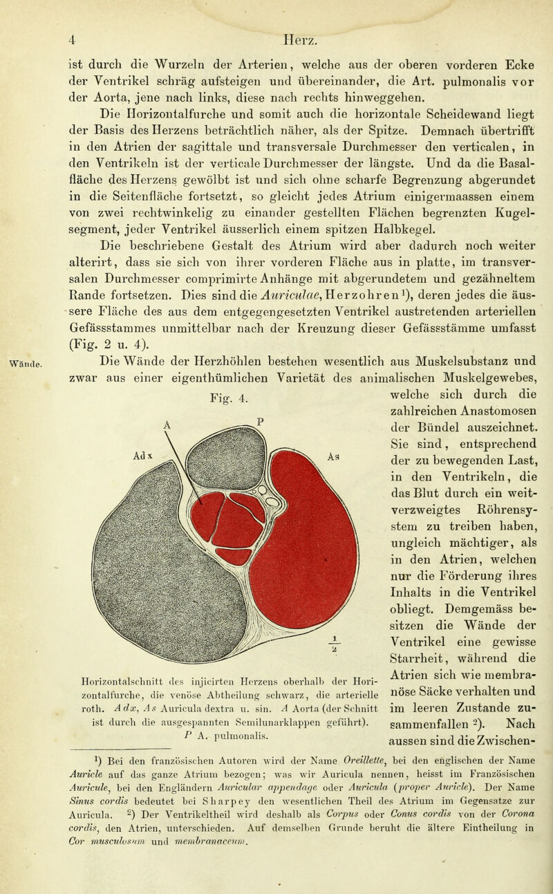 ist durch die Wurzeln der Arterien, welche aus der oberen vorderen Ecke der Ventrikel schräg aufsteigen und übereinander, die Art. pulmonalis vor der Aorta, jene nach links, diese nach rechts hinweggehen. Die riorizontalfurche und somit auch die horizontale Scheidewand liegt der Basis des Herzens beträchtlich näher, als der Spitze, Demnach übertrifft in den Atrien der sagittale und transversale Durchmesser den verticalen, in den Ventrikeln ist der verticale Durchmesser der längste. Und da die Basal- fläche des Herzens gewölbt ist und sich ohne scharfe Begrenzung abgerundet in die Seitenfläche fortsetzt, so gleicht jedes Atrium einigermaassen einem von zwei rechtwinkelig zu einander gestellten Flächen begrenzten Kugel- segment, jeder Ventrikel äusserlich einem spitzen Halbkegel. Die beschriebene Gestalt des Atrium wird aber dadurch noch weiter alterirt, dass sie sich von ihrer vorderen Fläche aus in platte, im transver- salen Durchmesser comprimirte Anhänge mit abgerundetem und gezähneltem Rande fortsetzen. Dies sind die J.wWcM/«e, Herzobren i), deren jedes die äus- sere Fläche des aus dem entgegengesetzten Ventrikel austretenden arteriellen Gefässstammes unmittelbar nach der Kreuzung dieser Gefässstämme umfasst (Fig. 2 u. 4). Die Wände der Herzhöhlen bestehen wesentlich aus Muskelsubstanz und zwar aus einer eigenthümlichen Varietät des animalischen Muskelgewebes, Fig. 4. welche sich durch die zahlreichen Anastomosen der Bündel auszeichnet. Sie sind, entsprechend der zu bewegenden Last, in den Ventrikeln, die das Blut durch ein weit- verzweigtes Röhrensy- stem zu treiben haben, ungleich mächtiger, als in den Atrien, welchen nur die Förderung ihres Inhalts in die Ventrikel obliegt. Demgemäss be- sitzen die Wände der Ventrikel eine gewisse Starrheit, während die Atrien sich wie membra- nöse Säcke verhalten und im leeren Zustande zu- sammenfallen -). Nach aussen sind die Zwischen- 1) Bei den französischen Autoren wird der Name Oreilletle^ bei den englischen der Name Auricle auf das ganze Atrium bezogen; was wir Auricula nennen, heisst im Französischen Auricule^ bei den Engländern Aiiricular appendage oder Auricida (proper Auricle). Der Name Sinus cordis bedeutet bei Sharpey den wesentlichen Theil des Atrium im Gegensatze zur Auricula. ^) Der Ventrikeltheil wird deshalb als Corpus oder Conus cordis von der Corona cordis^ den Atrien, unterschieden. Auf demselben Grunde beruht die ältere Eintheilung in Cor mmctdosum und memhranacevni. Horizontalschnitt des injicirteu Herzens oberhalb der Hori- zontalfurche, die venöse Abtheilung schwarz, die arterielle roth. A dx, A s Auricula dextra u. sin. A Aorta (der Schnitt ist durch die ausgespannten Semilunarklappen geführt). P A, pulmonalis.