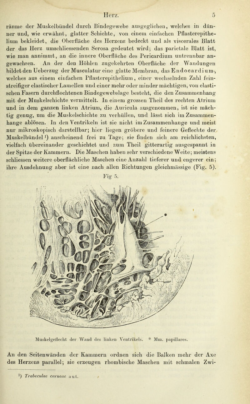 räume der Muskelbündel durch Bindegewebe ausgeglichen, welclies in dün- ner und, wie erwähnt, glatter Schichte, von einem einfachen Pflasterepithe- lium bekleidet, die Oberfläche des Herzens bedeckt und als viscerales Blatt der das Herz umschliessenden Serosa gedeutet wird; das parietale Blatt ist, wie man annimmt, an die innere Oberfläche des Pericardium untrennbar an- gewachsen. An der den Höhlen zugekehrten Oberfläche der Wandungen bildet den Ueber-zug der Musculatur eine glatte Membran, das Endocardium-, welches aus einem einfachen Pflasterepitlielium, einer wechselnden Zahl fein- streifiger elastischer Lamellen und einer mehr oder minder mächtigen, von elasti- schen Fasern durchflochtenen Bindegewebslage besteht, die den Zusammenhang mit der Muskelschichte vermittelt. In einem grossen Theil des rechten Atrium und in dem ganzen linken Atrium, die Auricula ausgenommen, ist sie mäch- tig genug, um die Muskelschichte zu verhüllen, und lässt sich im Zusammen- hange ablösen. In den Ventrikeln ist sie nicht im Zusammenhange und meist nur mikroskopisch darstellbar; hier liegen gröbere und feinere Geflechte der^ Muskelbündel 1) anscheinend frei zu Tage; sie finden sich am reichlichsten, vielfach übereinander geschichtet und zum Theil gitterartig ausgespannt in der Spitze der Kammern. Die Maschen haben sehr verschiedene Weite; meistens schliessen weitere oberflächliche Maschen eine Anzahl tieferer und engerer ein; ihre Ausdehnung aber ist eine nach allen Richtungen gleichmässige (Fig. 5). Fig 5. Muskelgeflecht der Wand des linken Ventrikels. * Mm. papilläres. An den Seitenwänden der Kammern ordnen sich die Balken mehr der Axe des Herzens parallel; sie erzeugen rhombische Maschen mit schmalen Zwi- ') Traheculae carneae aut.