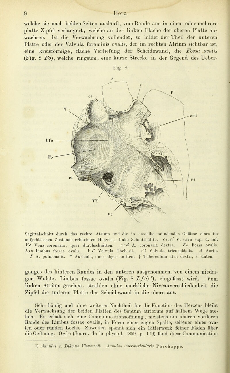 welche sie nach beiden Seiten ausläuft, vom Rande aus in einen oder mehrere platte Zipfel verlängert, welche an der linken Fläche der oberen Platte an- wachsen. Ist die Verwachsung vollendet, so bildet der Theil der unteren Platte oder der Valvula foraminis ovalis, der im rechten Atrium sichtbar ist, eine kreisförmige, flache Vertiefung der Scheidewand, die Fossa ,ovalis (Fig. 8 Fo), welche ringsum, eine kurze Strecke in der Gegend des Ueber- Fig. 8. A Sagittalschnitt durch das rechte Atrium und die in dasselbe mündenden Gel'ässe eines im aufgeblasenen Zustande erhärteten Herzens; linke Schnitthälfte, es, c* V. cava sup. u. inf. Vg Vena coronaria, quer durchschnitten. crd A. coronaria dextra. Fo Fossa ovalis. Lfo Limbus fossae ovalis. VT Valvula Thebesii. Vt Valvula tricuspidalis. A Aorta. P A. pulmonalis. * Auricula, quer abgeschnitten, f Tuberculum atrii dextri, s. unten. ganges des hinteren Randes in den unteren ausgenommen, von einem niedri- gen Wulste, Limbus fossae ovalis (Fig. 8 Lfo) ^), eingefasst wird. Vom linken Atrium gesehen, strahlen ohne merkliche Niveauverschiedenheit die Zipfel der unteren Platte der Scheidewand in die obere aus. Sehr häufig und ohne weiteren Nachtheil für die Function des Herzens bleibt die Verwachsung der beiden Platten des Septum atriorum auf halbem Wege ste- hen. Es erhält sich eine Communicationsöfihung, meistens am oberen vorderen Rande des Limbus fossae ovalis, in Form einer engen Spalte, seltener eines ova- len oder runden Lochs. Zuweilen spannt sich ein Gitterwerk feiner Fäden über die Oeffnung. Ogle (Journ. de la physiol. 1859. p. 119) fand diese Communication ^) Annulus s. Isthmus Vieussenü. Annuluö nUeranricularis Parchappe.