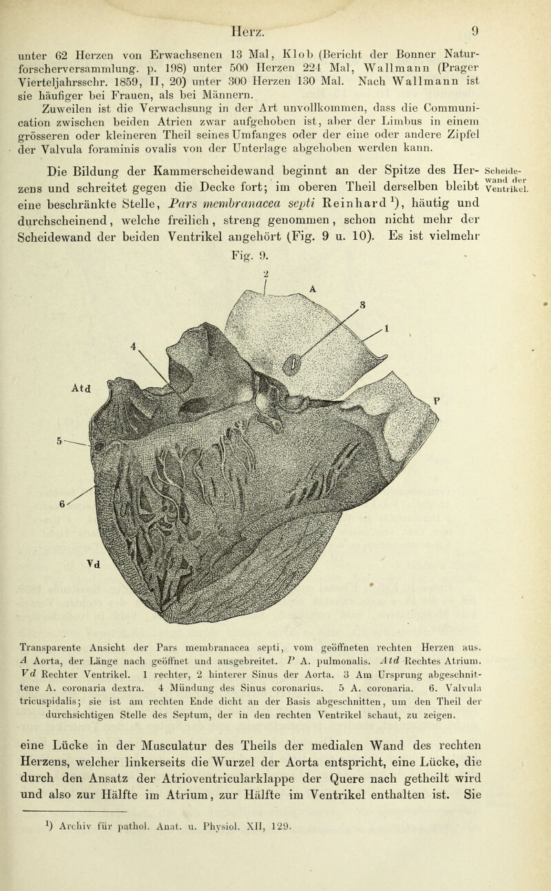 unter 62 Herzen von Erwachsenen 13 Mal, Kl ob (Bericht der Bonner Natur- forscherversammlung', p. 198) unter 500 Herzen 224 Mal, Wallmann (Prager Yierteljahrsschr. 1859, H, 20) unter 300 Herzen 130 Mal. Nach Wallmann ist sie häufiger bei Frauen, als bei Männern. Zuweilen ist die Verwachsung in der Art unvollkommen, dass die Communi- cation zwischen beiden Atrien zwar aufgehoben ist, aber der Limbus in einem grösseren oder kleineren Theil seines Umfanges oder der eine oder andere Zipfel der Valvula foraminis ovalis von der Unterlage abgehoben werden kann. Die Bildung der Kammerscheidewand beginnt an der Spitze des Her- Scheide- zens und schreitet gegen die Decke fort; im oberen Theil derselben bleibt ventiikci. eine beschränkte Stelle, Pars menibranacea septi Reinhard^), häutig und durchscheinend, welche freilich, streng genommen, schon nicht mehr der Scheidewand der beiden Ventrikel angehört (Fig. 9 u. 10). Es ist vielmehr Fig. 9. 2 Transparente Ansicht der Pars membranacea septi, vom geoflfneten rechten Herzen aus. Ä Aorta, der Länge nach geöffnet und ausgebreitet. P A. pulmonalis. Atd Rechtes Atrium. Vd Rechter Ventrikel. 1 rechter, 2 hinterer Sinus der Aorta. 3 Am Ursprung abgeschnit- tene A. coronaria dextra. 4 Mündung des Sinus coronarius. 5 A. coronaria. 6. ValvuUv tricuspidalis; sie ist am rechten Ende dicht an der Basis abgeschnitten, um den Theil der durchsichtigen Stelle des Septum, der in den rechten Ventrikel schaut, zu zeigen. eine Lücke in der Masculatur des Theils der medialen Wand des rechten Herzens, welcher linkerseits die Wurzel der Aorta entspricht, eine Lücke, die durch den Ansatz der Atrioventricularklappe der Quere nach getheilt wird und also zur Hälfte im Atrium, zur Hälfte im Ventrikel enthalten ist. Sie 0 Archiv für pathol. Anat. u. Physiol. XII, 129.