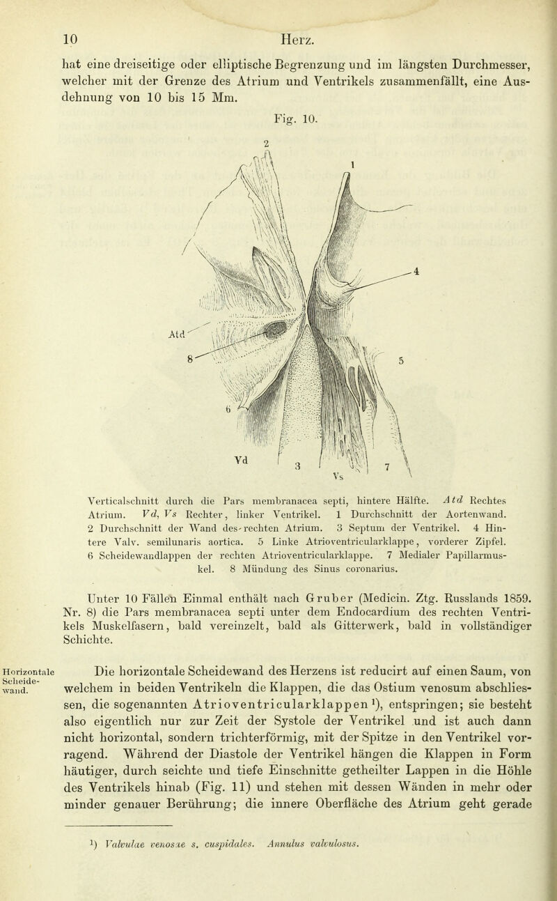 hat eine dreiseitige oder elliptische Begrenzung und im längsten Durchmesser, welcher mit der Grenze des Atrium und Ventrikels zusammenfällt, eine Aus- dehnung von 10 bis 15 Mm. Fig. 10. 2 4 Verticalschnitt durch die Pars membranacea septi, hintere Hälfte. Atel Rechtes Atrium. Vd, Vs Rechter, linker Ventrikel. 1 Durchschnitt der Aortenwand. 2 Durchschnitt der Wand des'rechten Atrium. 3 Septum der Ventrikel. 4 Hin- tere Valv. semilunaris aortica. 5 Linke Atrioventricularklappe, vorderer Zipfel. 6 Scheidewandlappen der rechten Atrioventricularklappe. 7 Medialer Papillarmus- kel. 8 Mündung des Sinus coronarius. Unter 10 Fällen Einmal enthält nach Grub er (Medicin. Ztg. Russlands 1859. Nr. 8) die Pars membranacea septi unter dem Endocardium des rechten Ventri- kels Muskelfasern, bald vereinzelt, bald als Gitterwerk, bald in vollständiger Schichte. Horizontale Die horizontale Scheidewand des Herzens ist reducirt auf einen Saum, von wand. welchem in beiden Ventrikeln die Klappen, die das Ostium venosum abschlies- sen, die sogenannten Atrioventricularklappen^), entspringen; sie besteht also eigentlich nur zur Zeit der Systole der Ventrikel und ist auch dann nicht horizontal, sondern trichterförmig, mit der Spitze in den Ventrikel vor- ragend. Während der Diastole der Ventrikel hängen die Klappen in Form häutiger, durch seichte und tiefe Einschnitte getheilter Lappen in die Höhle des Ventrikels hinab (Fig. 11) und stehen mit dessen Wänden in mehr oder minder genauer Berührung; die innere Oberfläche des Atrium geht gerade