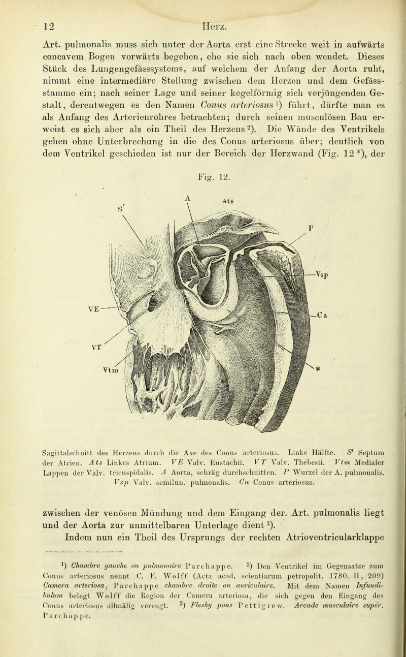 Art. pulmonalis muss sich unter der Aorta erst eine Strecke weit in aufwärts concavem Bogen vorwärts begeben, ehe sie sich nach oben wendet. Dieses Stück des Lungengefässsystems, auf welchem der Anfang der Aorta ruht, nimmt eine intermediäre Stellung zwischen dem Herzen und dem Gefäss- stamme ein; nach seiner Lage und seiner kegelförmig sich verjüngenden Ge- stalt, derentwegen es den Namen Conus arteriosus'^) führt, dürfte man es als Anfang des Arterienrohres betrachten; durch seinen musculösen Bau er- weist es sich aber als ein Theil des Herzens 2). Die Wände des Ventrikels gehen ohne Unterbrechung in die des Conus arteriosus über; deutlich von dem Ventrikel geschieden ist nur der Bereich der Herzwand (Fig. 12 *), der Fig. 12. Sagittalschnitt des Herzens durch die Axe des Conus arteriosus. Linke Hälfte. S' Septum der Atrien. Ats Linkes Atrium. VE Valv. Eustachii. VT Valv. Thebesii. Vtm Medialer Lappen der Valv. tricuspidalis. Ä Aorta, schräg durchschnitten. P Wurzel der A. pulmonalis. Vsp Valv. semilun. pulmonalis. Ca Conus arteriosus. zwischen der venösen Mündung und dem Eingang der. Art. pulmonalis liegt und der Aorta zur unmittelbaren Unterlage dient Indem nun ein Theil des Ursprungs der rechten Atrioventricularklappe 1) Chamhre gauche ou pulmonaire Parchappe. ^) Den Ventrikel im Gegensatze zum Conus arteriosus nennt C. F. Wolff (Acta acad. scientiaruni petropolit. 1780. H, 209) Camera arteriosa^ Parchappe chamhre droite ou auriculaire. Mit dem Namen Infutidi- bulum belegt Wolff die Region der Camera arteriosa, die sich gegen den Eingang des Conus arteriosus allmälig verengt. ^) Fleshy pons Pettigrew. A^^cade musculaire super. P a r c h a p p e.