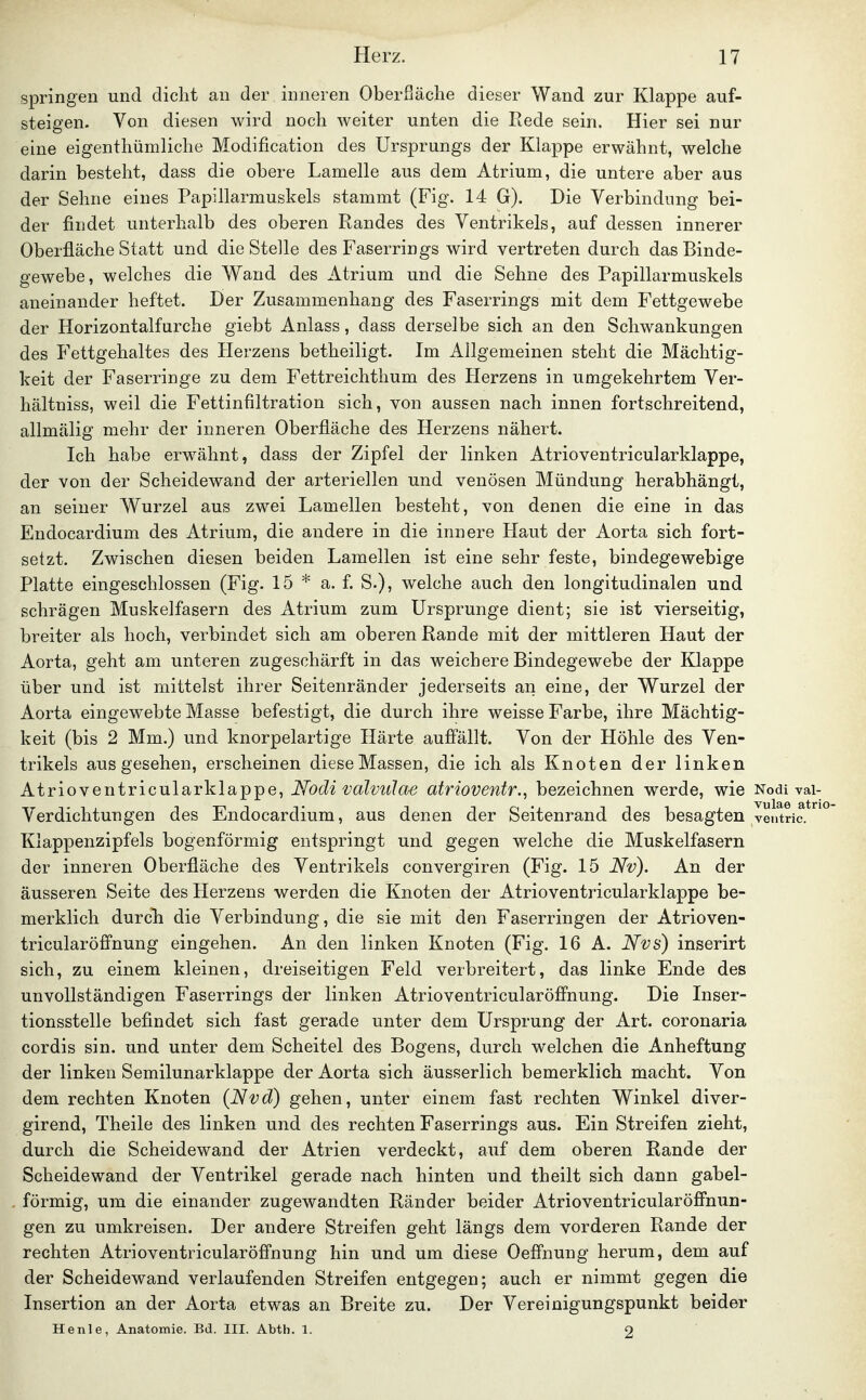 springen und dicht an der inneren Oberfläche dieser Wand zur Klappe auf- steigen. Von diesen wird noch weiter unten die Rede sein. Hier sei nur eine eigenthümliche Modification des Ursprungs der Klappe erwähnt, welche darin besteht, dass die obere Lamelle aus dem Atrium, die untere aber aus der Sehne eines Papillarmuskels stammt (Fig. 14 G). Die Verbindung bei- der findet unterhalb des oberen Randes des Ventrikels, auf dessen innerer Oberfläche Statt und die Stelle des Faserrings wird vertreten durch das Binde- gewebe, welches die Wand des Atrium und die Sehne des Papillarmuskels aneinander heftet. Der Zusammenhang des Faserrings mit dem Fettgewebe der Horizontalfurche giebt Anlass, dass derselbe sich an den Schwankungen des Fettgehaltes des Herzens betheiligt. Im Allgemeinen steht die Mächtig- keit der Faserringe zu dem Fettreichthum des Herzens in umgekehrtem Ver- hältniss, weil die Fettinfiltration sich, von aussen nach innen fortschreitend, allmälig mehr der inneren Oberfläche des Herzens nähert. Ich habe erwähnt, dass der Zipfel der linken Atrioventricularklappe, der von der Scheidewand der arteriellen und venösen Mündung herabhängt, an seiner Wurzel aus zwei Lamellen besteht, von denen die eine in das Endocardium des Atrium, die andere in die innere Haut der Aorta sich fort- setzt. Zwischen diesen beiden Lamellen ist eine sehr feste, bindegewebige Platte eingeschlossen (Fig. 15 * a. f. S.), welche auch den longitudinalen und schrägen Muskelfasern des Atrium zum Ursprünge dient; sie ist vierseitig, breiter als hoch, verbindet sich am oberen Rande mit der mittleren Haut der Aorta, geht am unteren zugeschärft in das weichere Bindegewebe der Klappe über und ist mittelst ihrer Seitenränder jederseits an eine, der Wurzel der Aorta eingewebte Masse befestigt, die durch ihre weisse Farbe, ihre Mächtig- keit (bis 2 Mm.) und knorpelartige Härte aufi'ällt. Von der Höhle des Ven- trikels ausgesehen, erscheinen diese Massen, die ich als Knoten der linken Atrioventricularklappe, Nodi valvuJae atrioventr., bezeichnen werde, wie Nodi vai- Verdichtungen des Endocardium, aus denen der Seitenrand des besagten ventric/ Klappenzipfels bogenförmig entspringt und gegen welche die Muskelfasern der inneren Oberfläche des Ventrikels convergiren (Fig. 15 Nv). An der äusseren Seite des Herzens werden die Knoten der Atrioventricularklappe be- merklich durch die Verbindung, die sie mit den Faserringen der Atrioven- tricularöffnung eingehen. An den linken Knoten (Fig. 16 A. JSfvs) inserirt sich, zu einem kleinen, dreiseitigen Feld verbreitert, das linke Ende des unvollständigen Faserrings der linken Atrioventricularöfi'nung. Die Inser- tionsstelle befindet sich fast gerade unter dem Ursprung der Art. coronaria cordis sin. und unter dem Scheitel des Bogens, durch welchen die Anheftung der linken Semilunarklappe der Aorta sich äusserlich bemerklich macht. Von dem rechten Knoten (Nvd) gehen, unter einem fast rechten Winkel diver- girend, Theile des linken und des rechten Faserrings aus. Ein Streifen zieht, durch die Scheidewand der Atrien verdeckt, auf dem oberen Rande der Scheidewand der Ventrikel gerade nach hinten und theilt sich dann gabel- förmig, um die einander zugewandten Ränder beider AtrioventricularÖffnun- gen zu umkreisen. Der andere Streifen geht längs dem vorderen Rande der rechten Atrioventricularöfi'nung hin und um diese Oefinung herum, dem auf der Scheidewand verlaufenden Streifen entgegen; auch er nimmt gegen die Insertion an der Aorta etwas an Breite zu. Der Vereinigungspunkt beider He nie, Anatomie. Bd. III. Abth. 1. 2