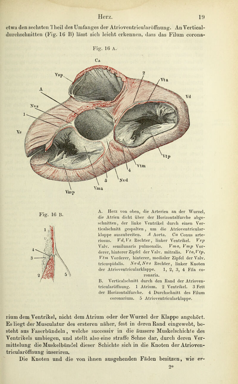 Fig. 16 B. A. Herz von oben, die Arterien an der Wurzel, die Atrien dicht über der Horizontalfurche abge- schnitten , der linke Ventrikel durch einen Ver- ticalschnitt gespalten , um die Atrioventricular- klappe auszubreiten. A Aorta. Ca Conus arte- riosus. Vd, Vs Eechter, linker Ventrikel. Vsp Valv. semilunaris pulmonalis. Vma, Vmp Vor- derer, hinterer Zipfel der Valv. mitralis. Vta, Vtp, Vtm Vorderer, hinterer, medialer Zipfel der Valv. tricuspidalis. Nvd,Nvs Rechter, linker Knoten der Atrioventricularklappe. 1, 2, 3, 4 Fila co- ronaria. B. Verticalschnitt durch den Rand der Atrioven- tricularöffnung. 1 Atrium. 2 Ventrikel. 3 Fett der Horizontalfurche. 4 Durchschnitt des Filum coronarium. 5 Atrioventricularklappe, l ium dem Ventrikel, nicht dem Atrium oder der Wurzel der Klappe angehört. Es liegt der Musculatur des ersteren näher, fest in deren Rand eingewebt, be- steht aus Faserbündeln, welche successiv in die äussere Muskelschichte des Ventrikels umbiegen, und stellt also eine straffe Sehne dar, durch deren Ver- mittelung die Muskelbündel dieser Schichte sich in die Knoten derAtrioven- tricularÖffnung inseriren. Die Knoten und die von ihnen ausgehenden Fäden besitzen, wie er- 2*