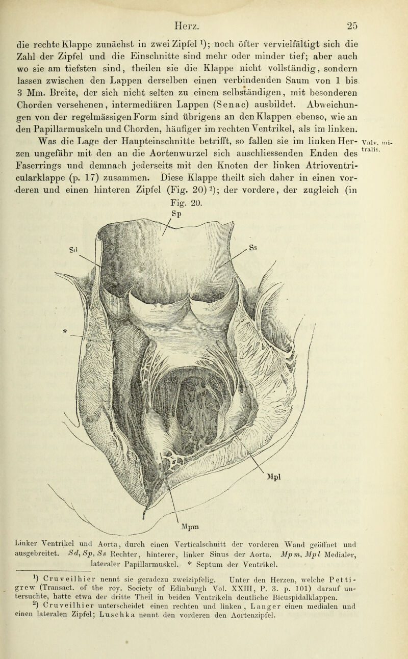 die rechte Klappe zunächst in zwei Zipfel noch öfter vervielfältigt sich die Zahl der Zipfel und die Einschnitte sind mehr oder minder tief; aber auch wo sie am tiefsten sind, theilen sie die Klappe nicht vollständig, sondern lassen zwischen den Lappen derselben einen verbindenden Saum von 1 bis 3 Mm. Breite, der sich nicht selten zu einem selbständigen, mit besonderen Chorden versehenen, intermediären Lappen (Senac) ausbildet. Abweichun- gen von der regelmässigen Form sind übrigens an den Klappen ebenso, wie an den Papillarmuskeln und Chorden, häufiger im rechten Ventrikel, als im linken. Was die Lage der Haupteinschnitte betrifft, so fallen sie im linken Her- vaiv. n.i- zen ungefähr mit den an die Aortenwurzel sich anschliessenden Enden des Faserrings und demnach jederseits mit den Knoten der linken Atrioventri- cularklappe (p. 17) zusammen. Diese Klappe theilt sich daher in einen vor- deren und einen hinteren Zipfel (Fig. 20)-); der vordere, der zugleich (in Fig. 20. Sp Linker Ventrikel und Aorta, durch einen Verticalschnitt der vorderen Wand geöffnet und ausgebreitet. Sd, Sp, Ss Rechter, hinterer, linker Sinus der Aorta. Mpm, Mpl Medialer, lateraler Papillarmuskel. * Septum der Ventrikel. ^) Cruveilhier nennt sie geradezu zweizipfelig. Unter den Herzen, welche Petti- grew (Transact. of the roy. Society of Edinburgh Vol. XXIII, F. 3. p. 101) darauf un- tersuchte, hatte etwa der dritte Theil in beiden Ventrikeln deutliche Bicuspidalklappen. ^) Cruveilhier unterscheidet einen rechten und linken, Langer einen medialen und einen lateralen Zipfel; Luschka nennt den vorderen den Aortenzipfel.