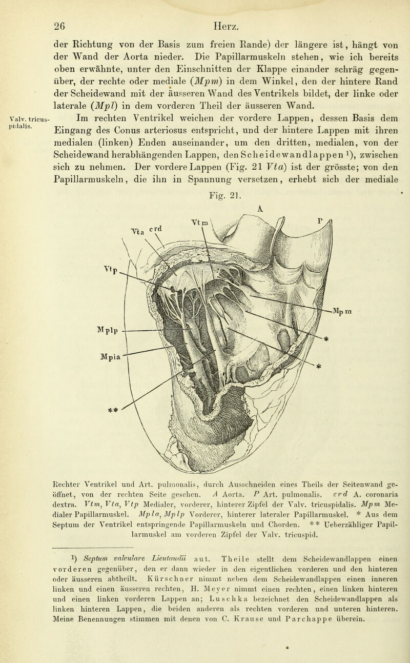 der Richtung von der Basis zum freien Rande) der längere ist, hängt von der Wand der Aorta nieder. Die Papillarmuskehi stehen, wie ich bereits oben erwähnte, unter den Einschnitten der Klappe einander schräg gegen- über, der rechte oder mediale (Mpm) in dem Winkel, den der hintere Rand der Scheidewand mit der äusseren Wand des Ventrikels bildet, der linke oder laterale (Mpl) in dem vorderen Theil der äusseren Wand. Vaiv.tricus- Im rechten Ventrikel weichen der vordere Lappen, dessen Basis dem PKiahs. Eingang des Conus arteriosus entspricht, und der hintere Lappen mit ihren medialen (linken) Enden auseinander, um den dritten, medialen, von der Scheidewand herabhängenden Lappen, den Sch eidewandlappen i), zwischen sich zu nehmen. Der vordere Lappen (Fig. 21 Vta) ist der grösste; von den Papillarmuskeln, die ihn in Spannung versetzen, erhebt sich der mediale Fig. 21. Rechter Ventrikel und Art. pulmonalis, durch Ausschneiden eines Theils der Seitenwand ge- öffnet, von der rechten Seite gesehen. A Aorta. P Art. puhnonalis. crd A. coronaria dextra. Vim^ Vla^ Vtp Medialer, vorderer, hinterer Zipfel der Valv. tricuspidalis. Mpm Me- dialer Papillarmuskel. Mpla^ Mplp Vorderer, hinterer lateraler Papillarmuskel. * Aus dem Septum der Ventrikel entspringende Papillarmuskeln und Chorden. ** Ueberzähliger Papil- larmuskel am vorderen Zipfel der Valv. tricuspid. 1) Septum valvuläre Lieuiaudii aut. Theile stellt dem Scheidewandlappen einen vorderen gegenüber, den er dann Avieder in den eigentlichen vorderen und den hinteren oder äusseren abtheilt. Kürschner nimmt neben dem Scheidewandlappen einen inneren linken und einen äusseren rechten, H. Meyer nimmt einen rechten, einen linken hinteren und einen linken vorderen Lappen an; Luschka bezeichnet den Scheidewandlappen als linken hinteren Lappen, die beiden anderen als rechten vorderen und unteren hinteren. Meine Benennungen stimmen mit denen von C. Krause und Parchappe überein.